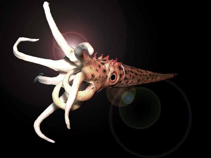 Cephalopode