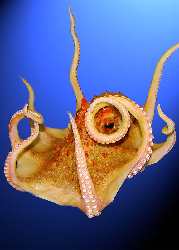 Oktopus