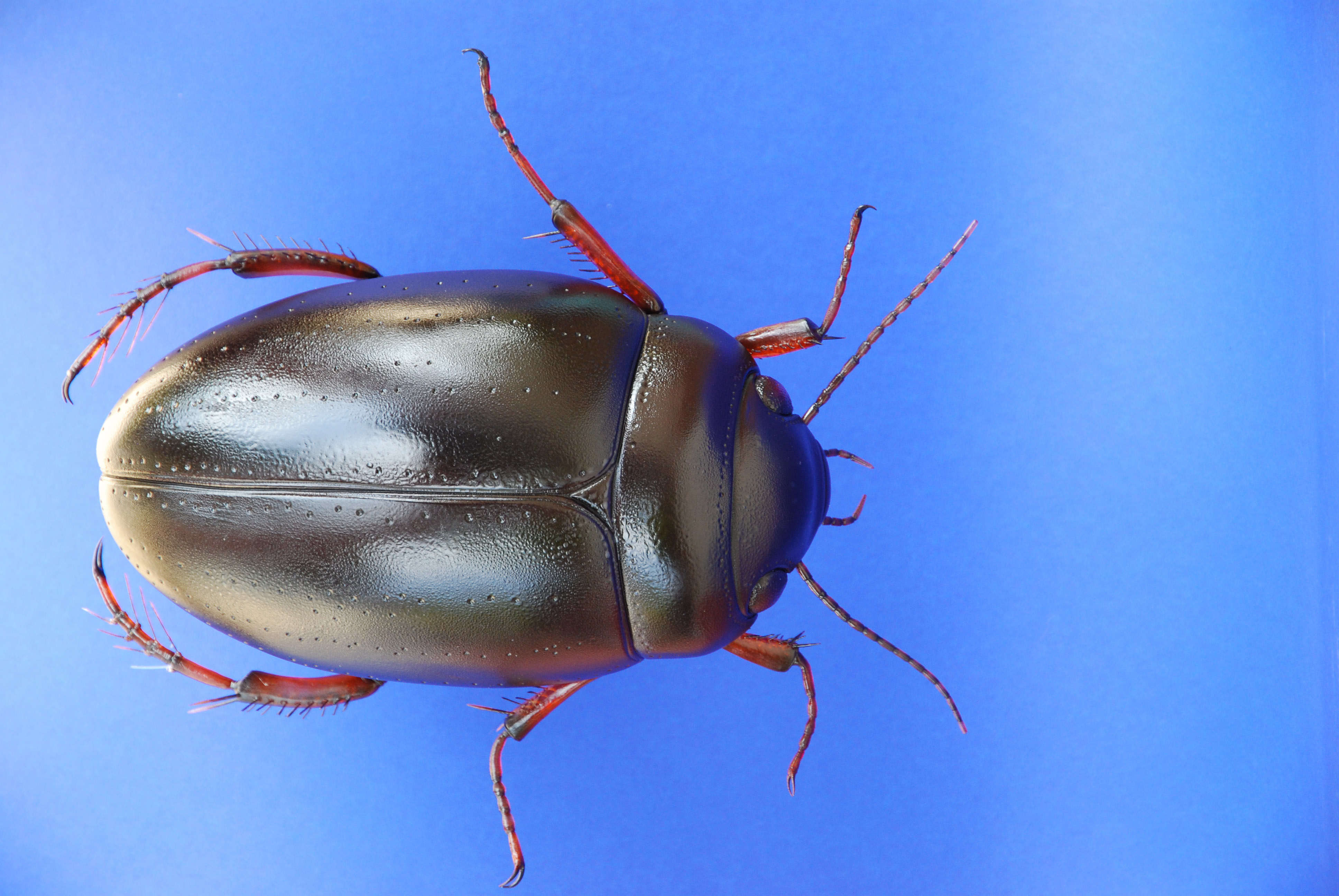 Schwimmkäfer - Agabus bipustulatus - Aquatic beetle - 35 cm 