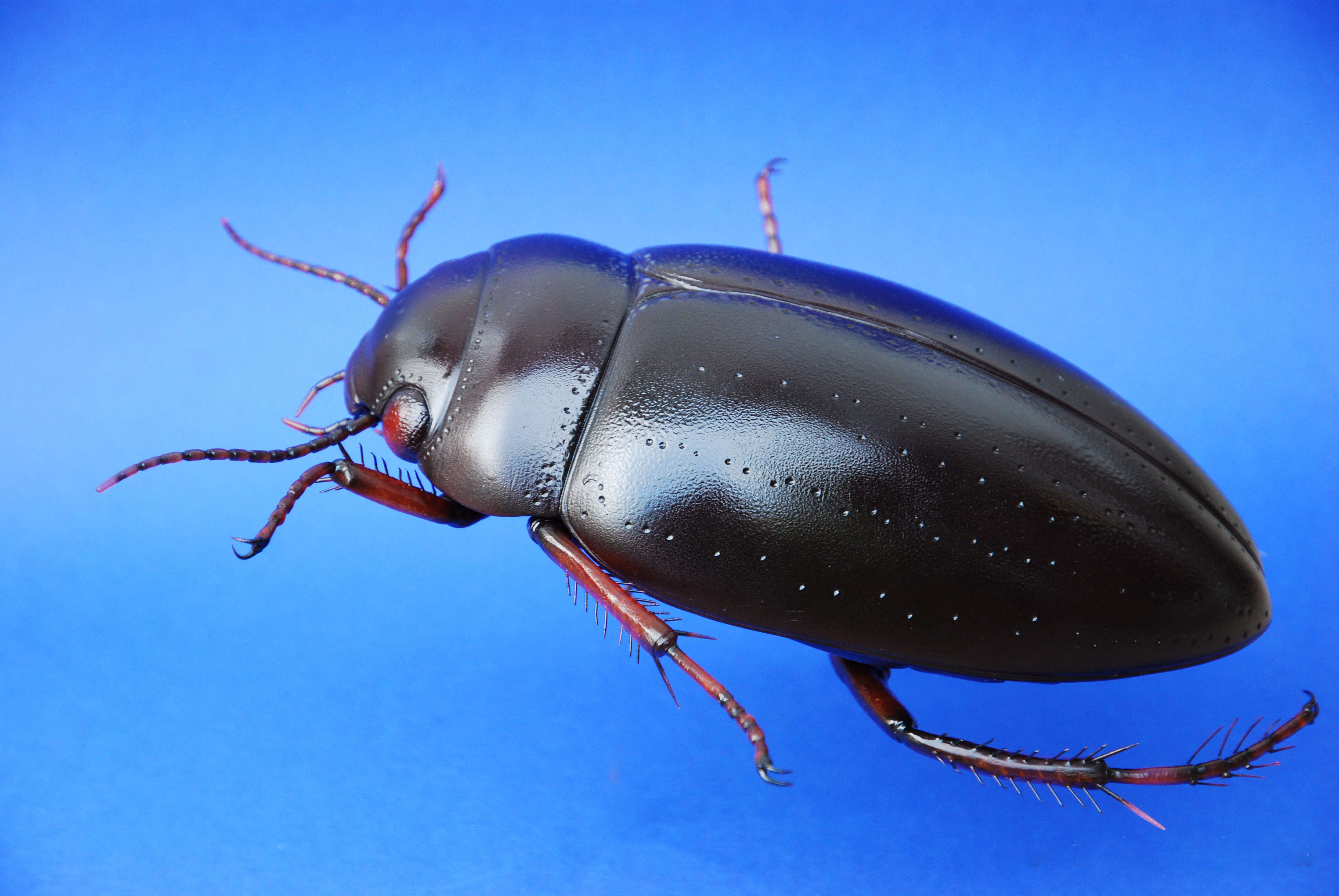 Schwimmkäfer - Agabus bipustulatus - Aquatic beetle - 35 cm 