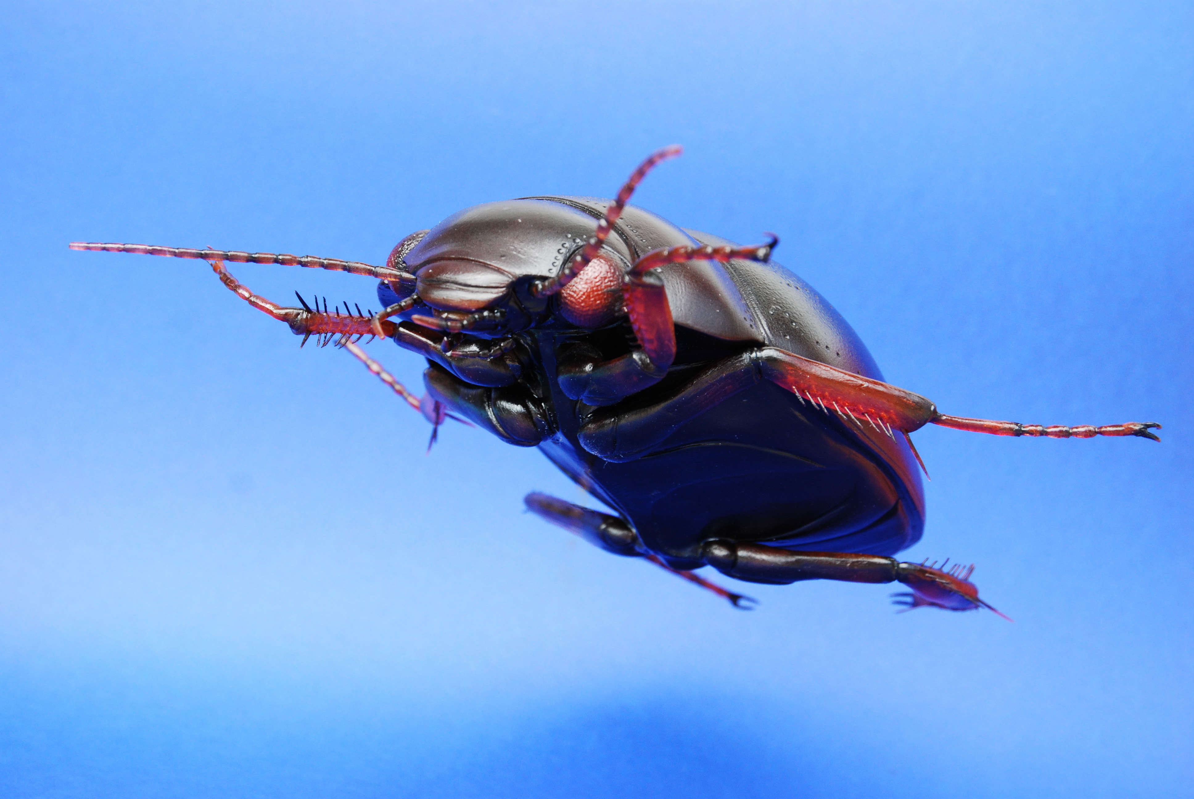 Schwimmkäfer - Agabus bipustulatus - Aquatic beetle - 35 cm 