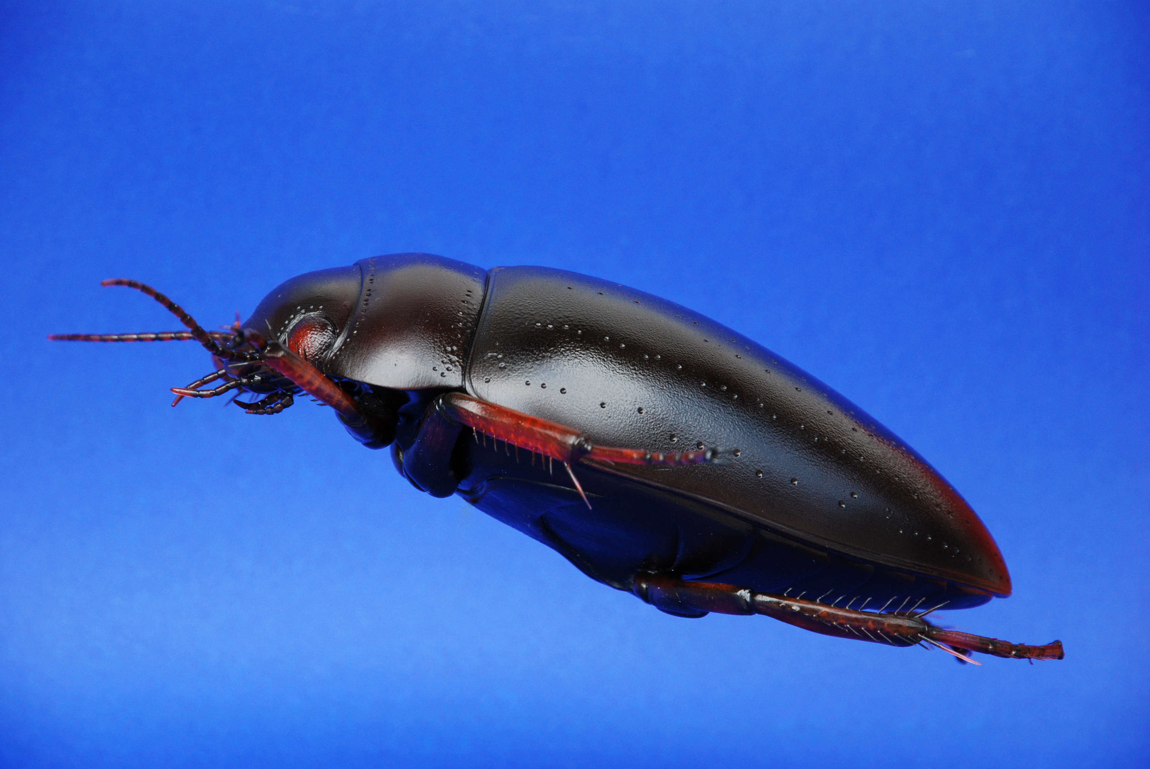 Schwimmkäfer - Agabus bipustulatus - Aquatic beetle - 35 cm 