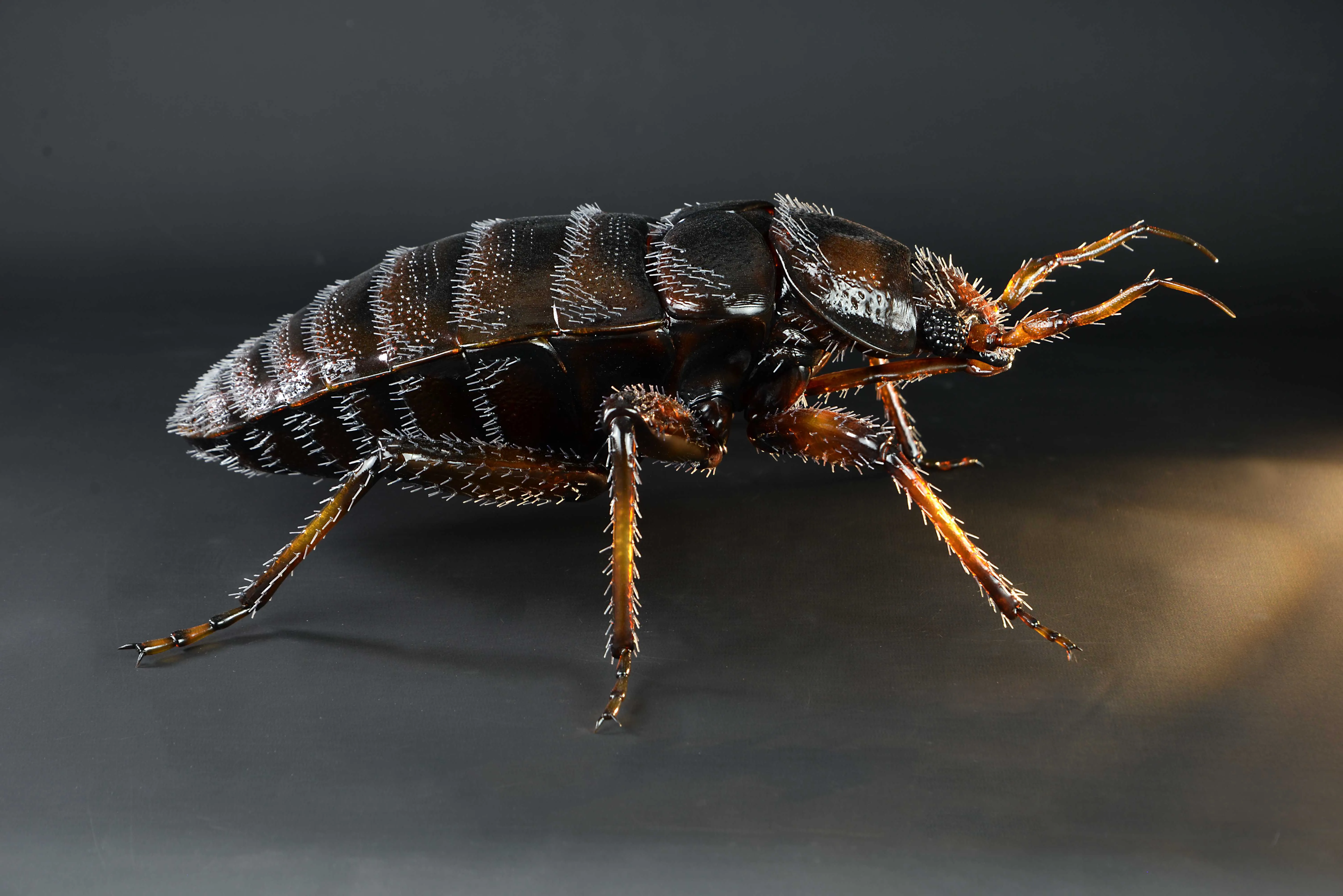 Bettwanze - Bettwanze - Common bed bug - 40 cm 
