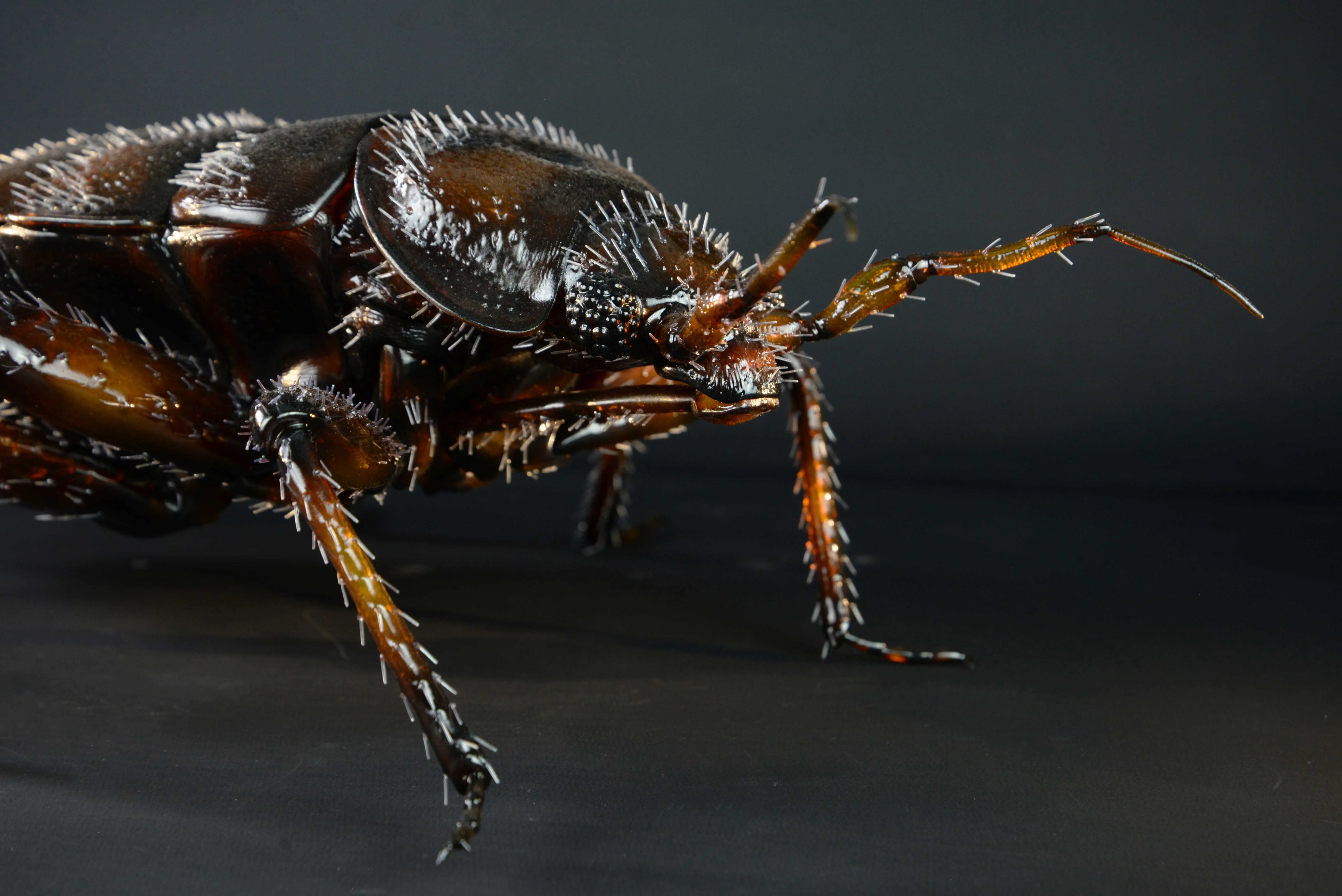 Bettwanze - Bettwanze - Common bed bug - 40 cm 