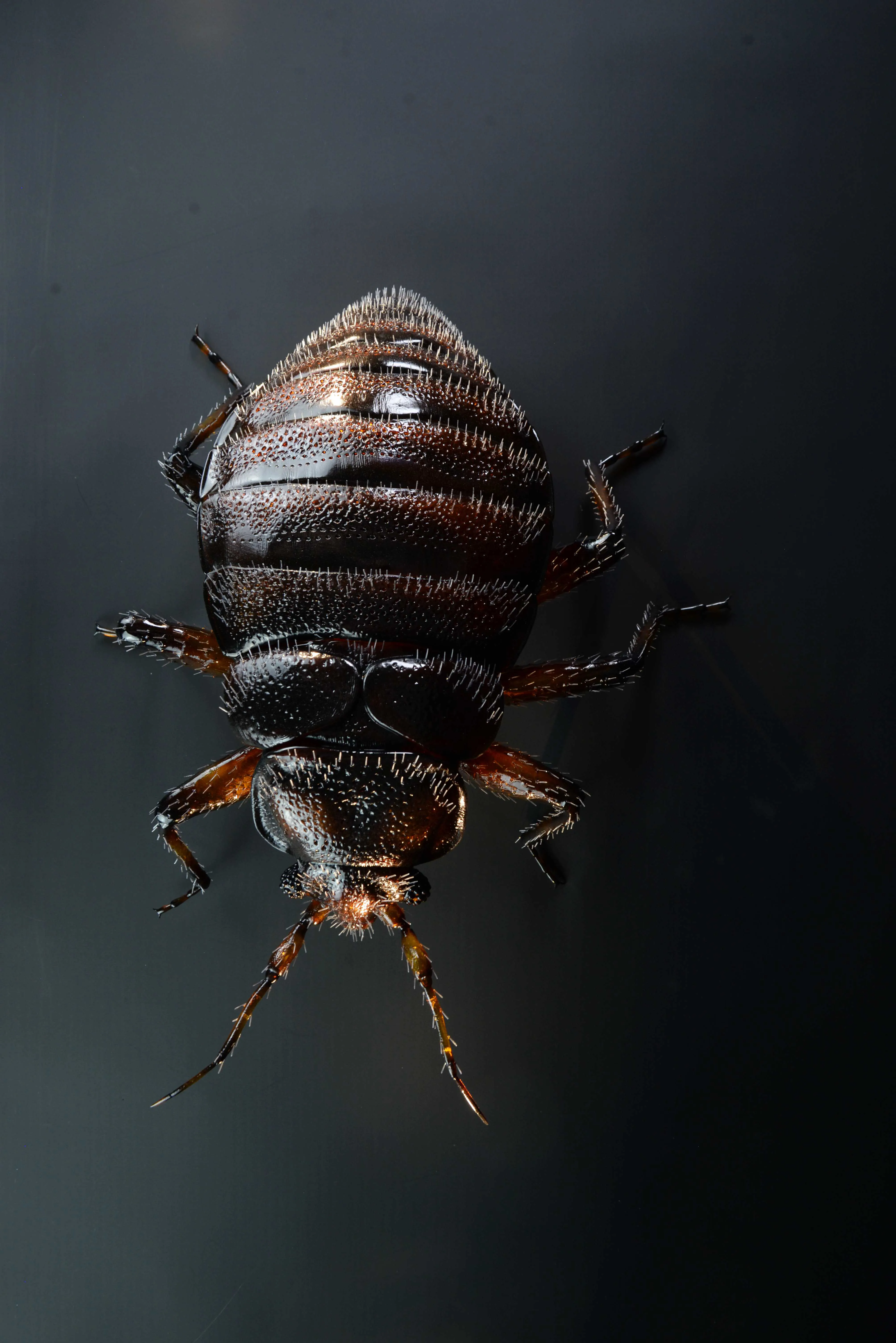 Bettwanze - Bettwanze - Common bed bug - 40 cm 