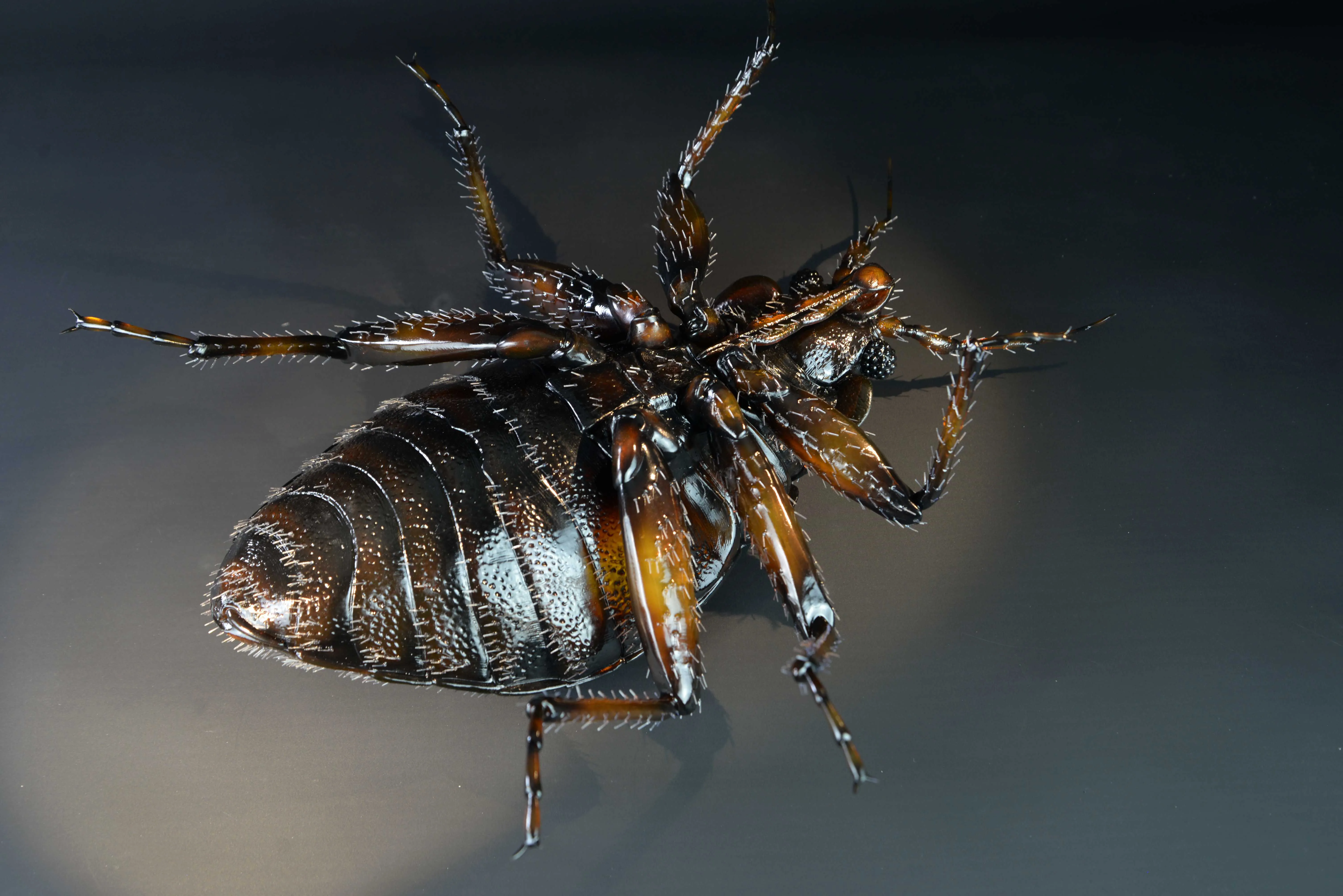 Bettwanze - Bettwanze - Common bed bug - 40 cm 