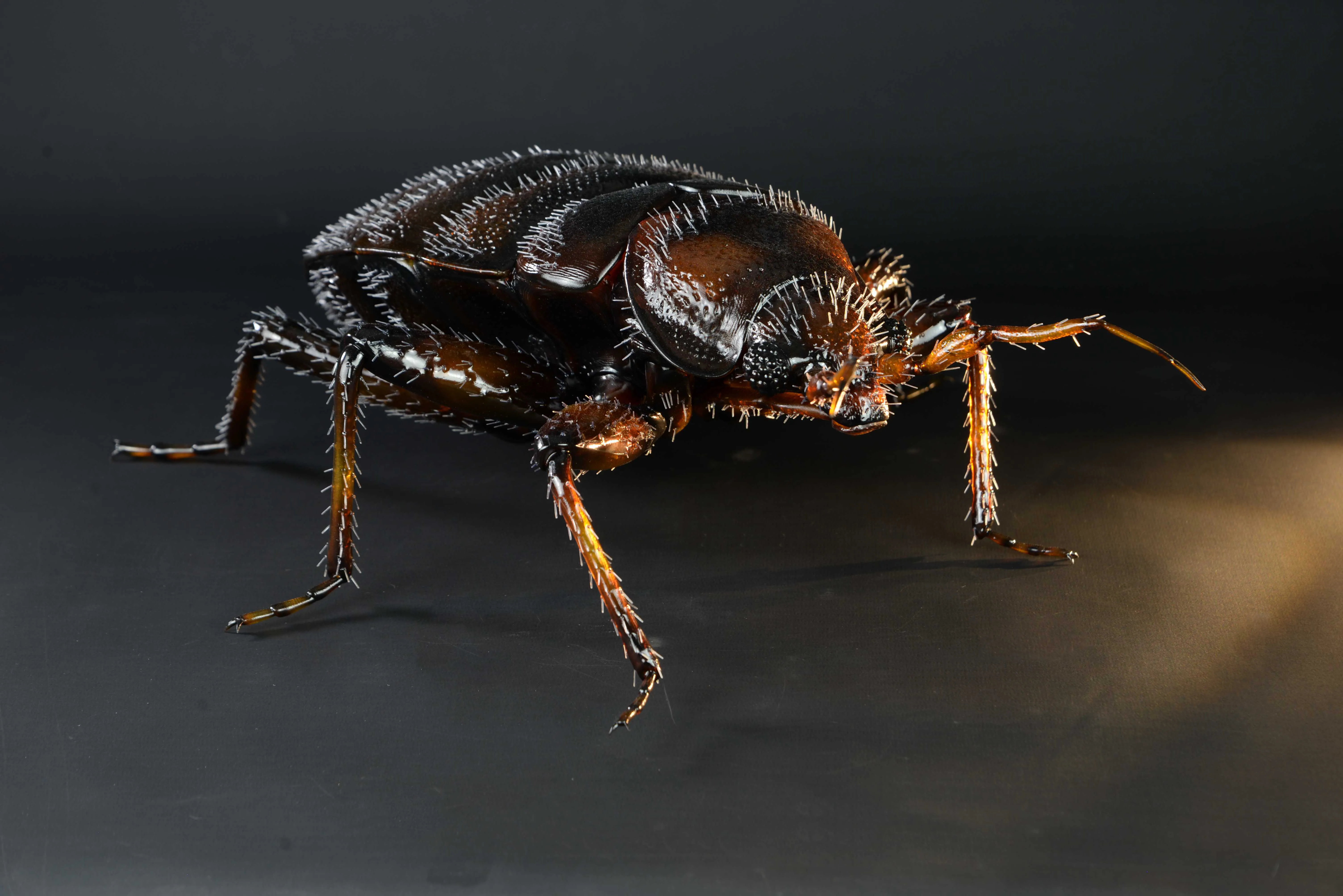 Bettwanze - Bettwanze - Common bed bug - 40 cm 