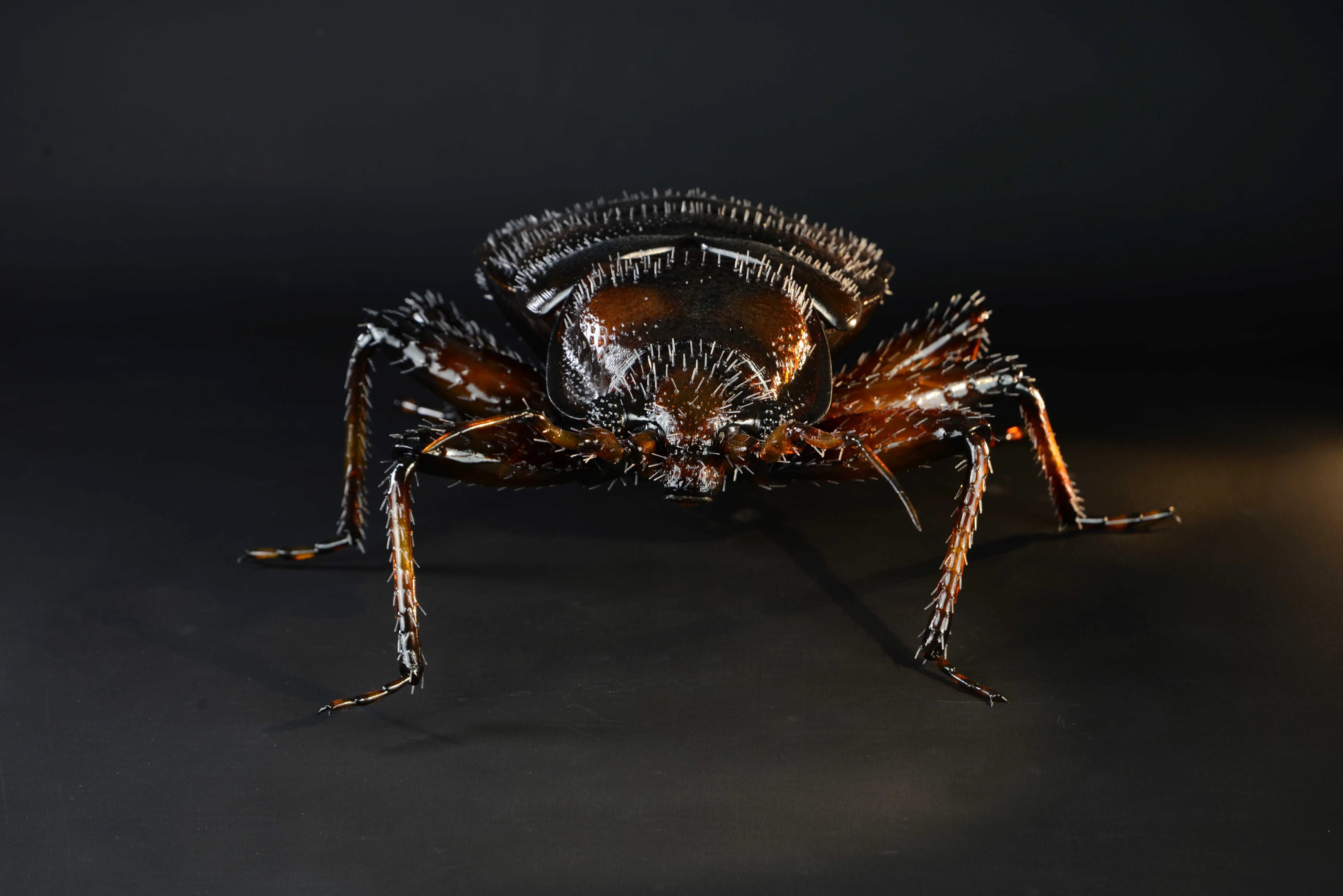 Bettwanze - Bettwanze - Common bed bug - 40 cm 