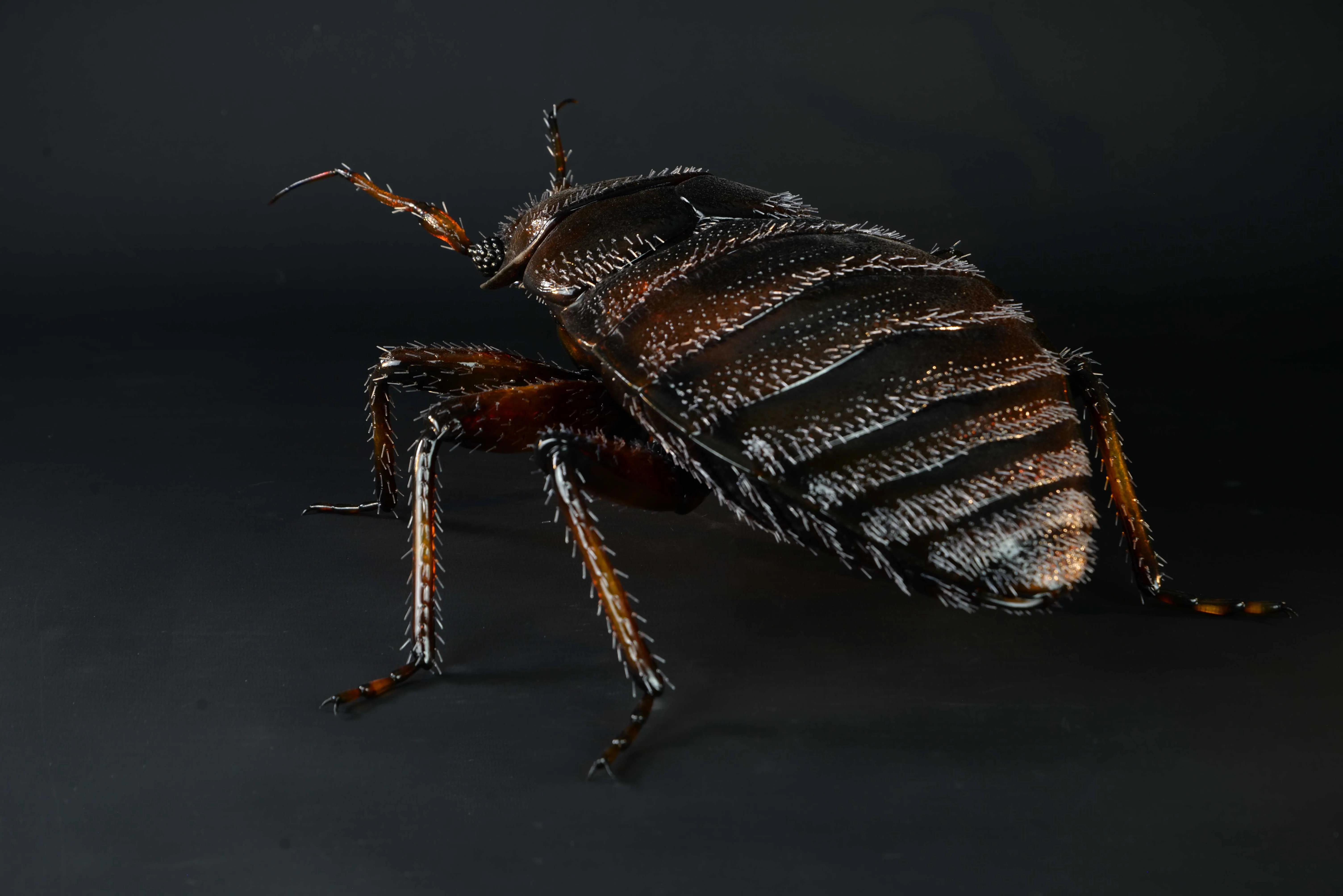 Bettwanze - Bettwanze - Common bed bug - 40 cm Bettwanze - Bettwanze - Common bed bug - 40 cm 