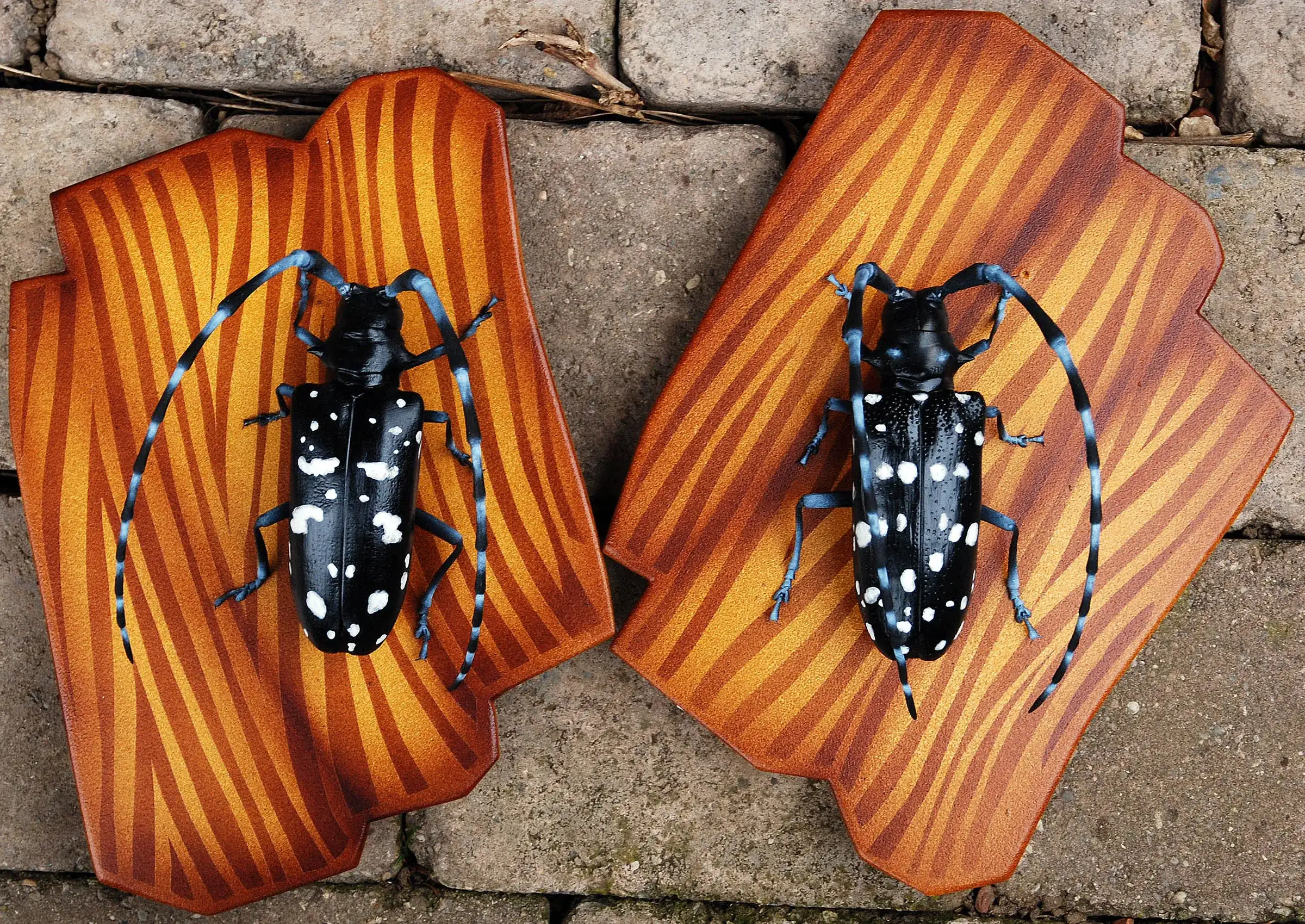 Bockkäfer • Longhorn beetles &nbsp;- ca. 20cm