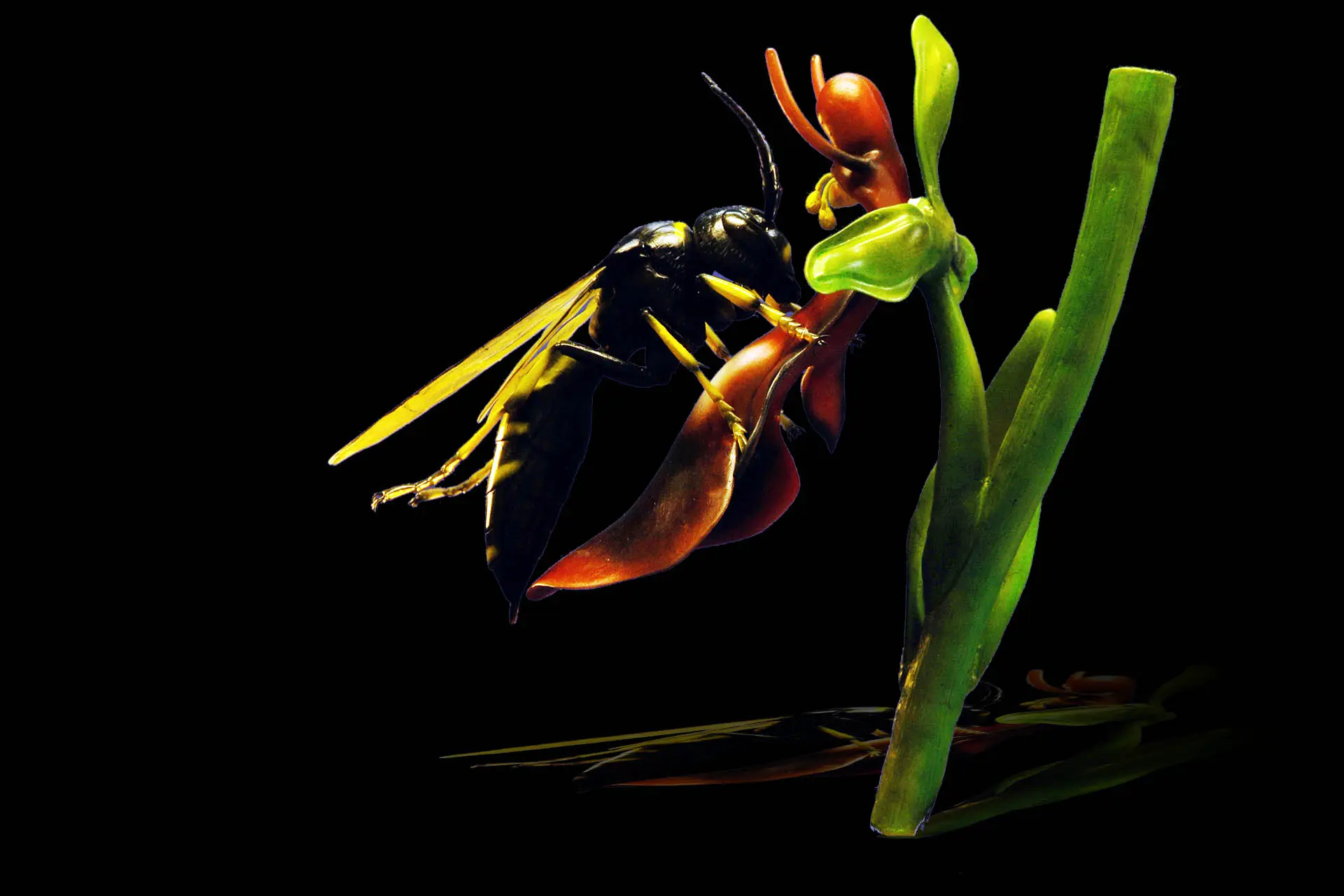 Grabwespe auf Fliegenragwurz • Digger wasp • Spheciformes on Ophrys insectifera - 50 cm