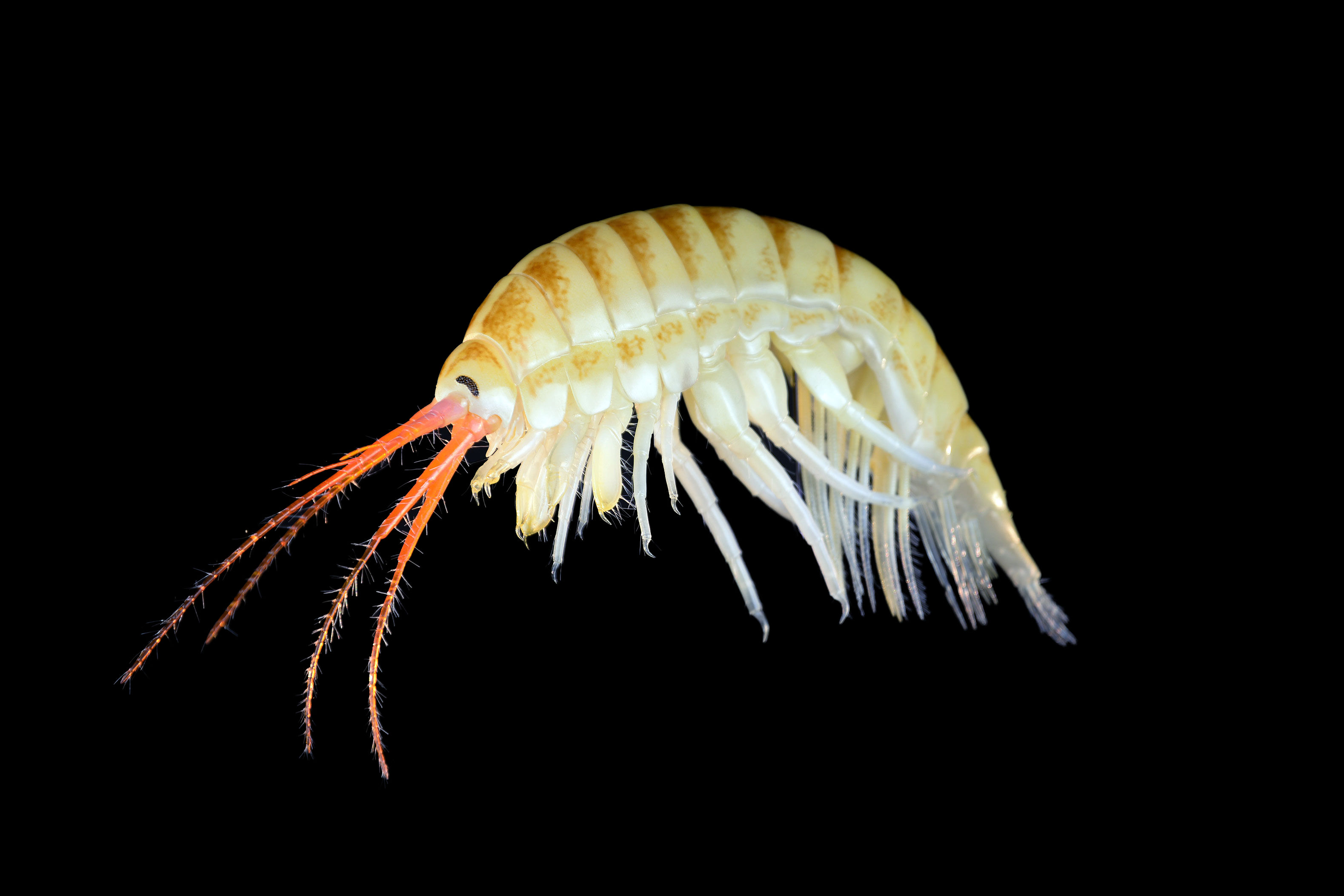 Höckerflohkrebs •&nbsp;Dikerogammarus villosus •&nbsp;killer shrimp - &nbsp;45 cm