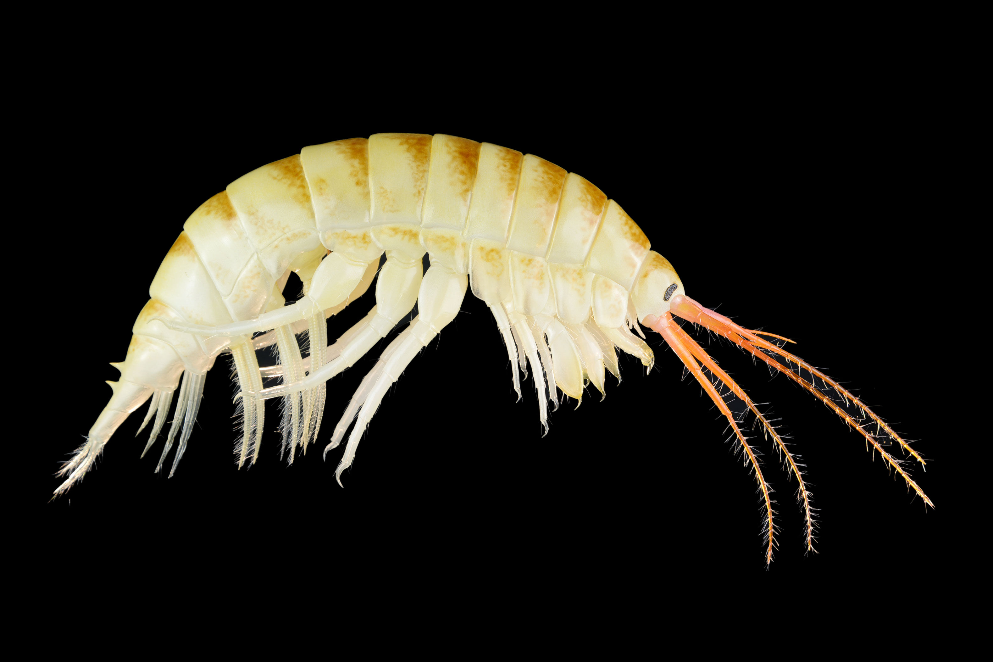 Höckerflohkrebs •&nbsp;Dikerogammarus villosus •&nbsp;killer shrimp - &nbsp;45 cm