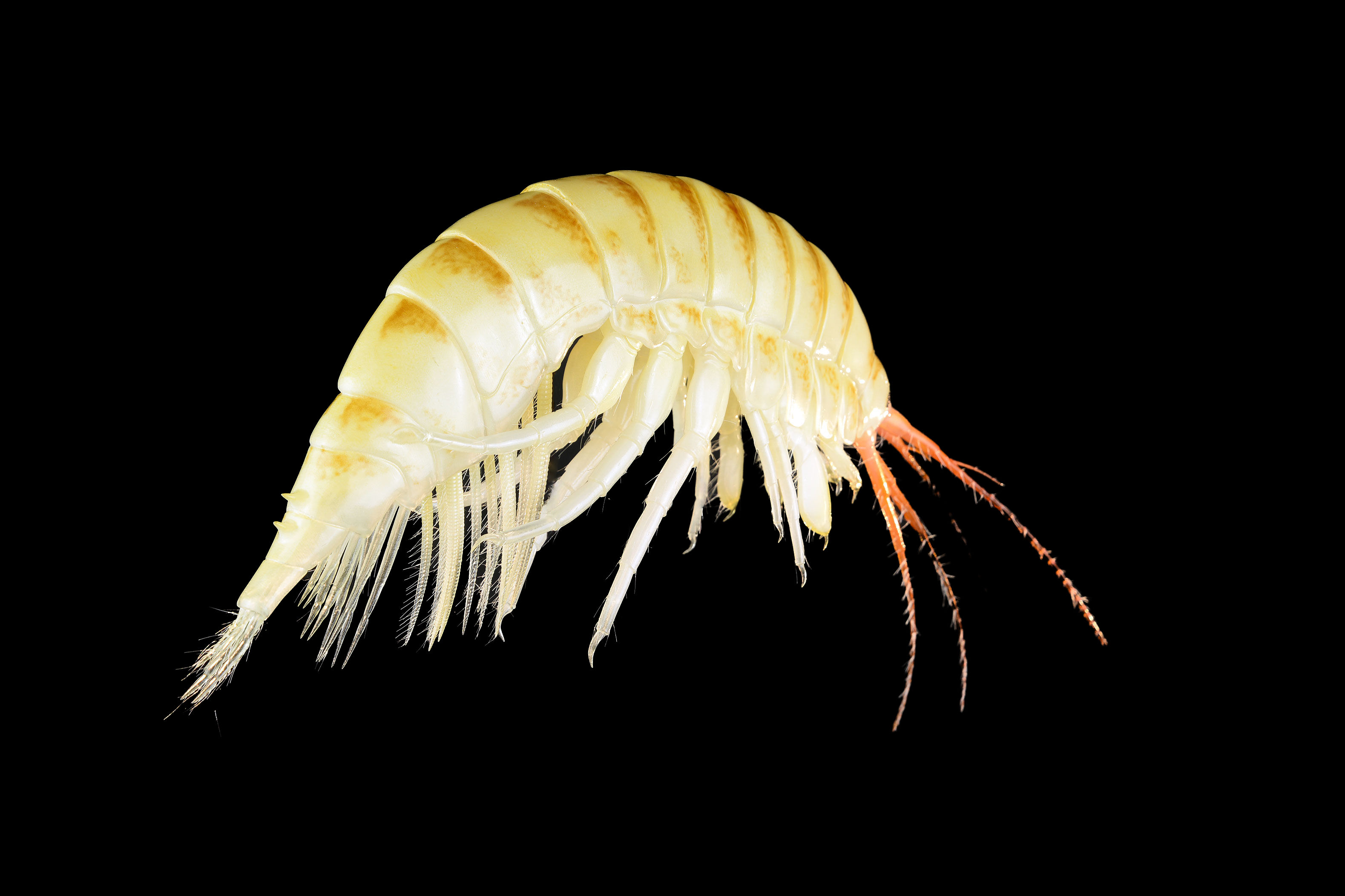 Höckerflohkrebs •&nbsp;Dikerogammarus villosus •&nbsp;killer shrimp - &nbsp;45 cm