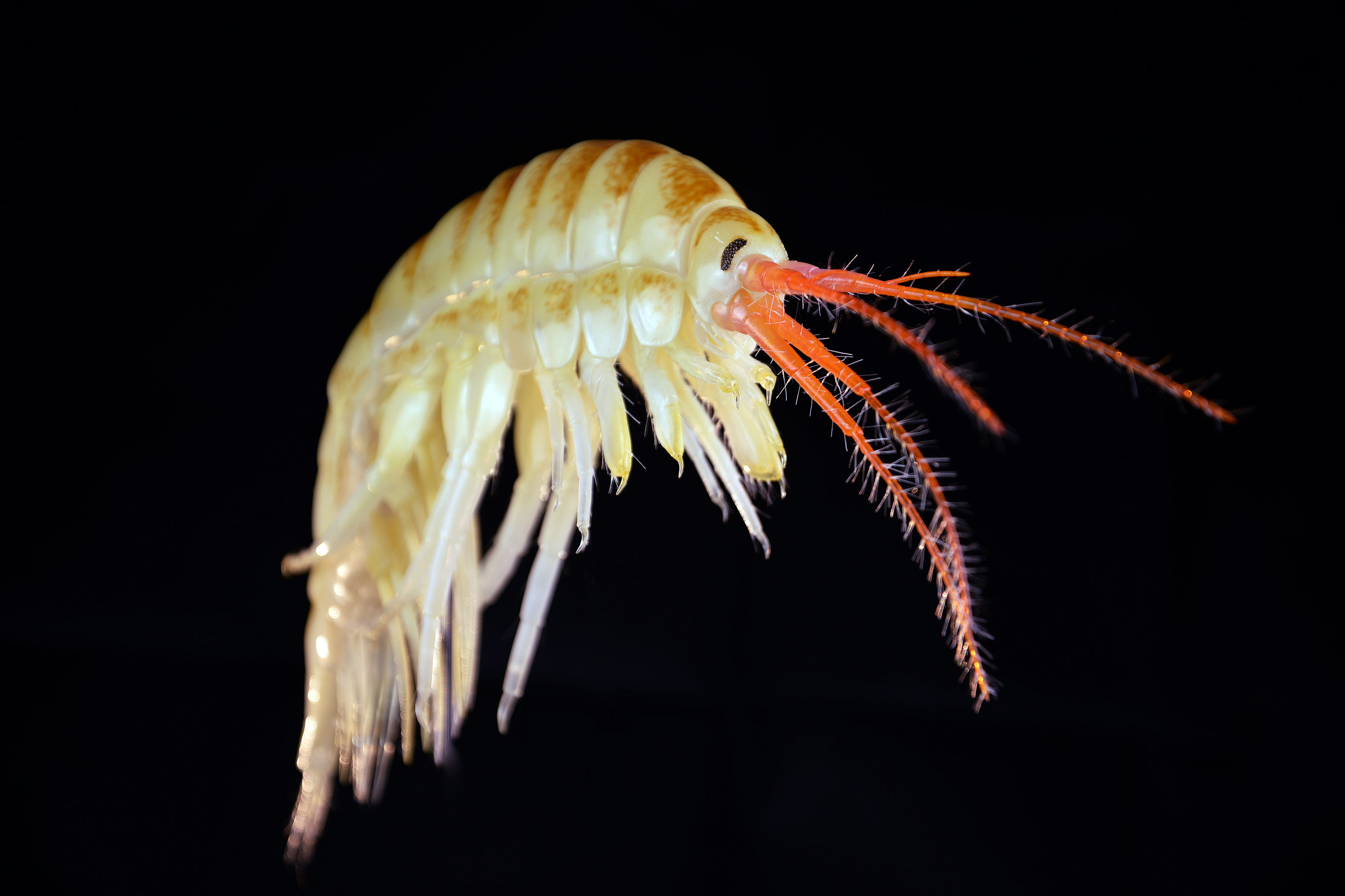 Höckerflohkrebs •&nbsp;Dikerogammarus villosus •&nbsp;killer shrimp - &nbsp;45 cm