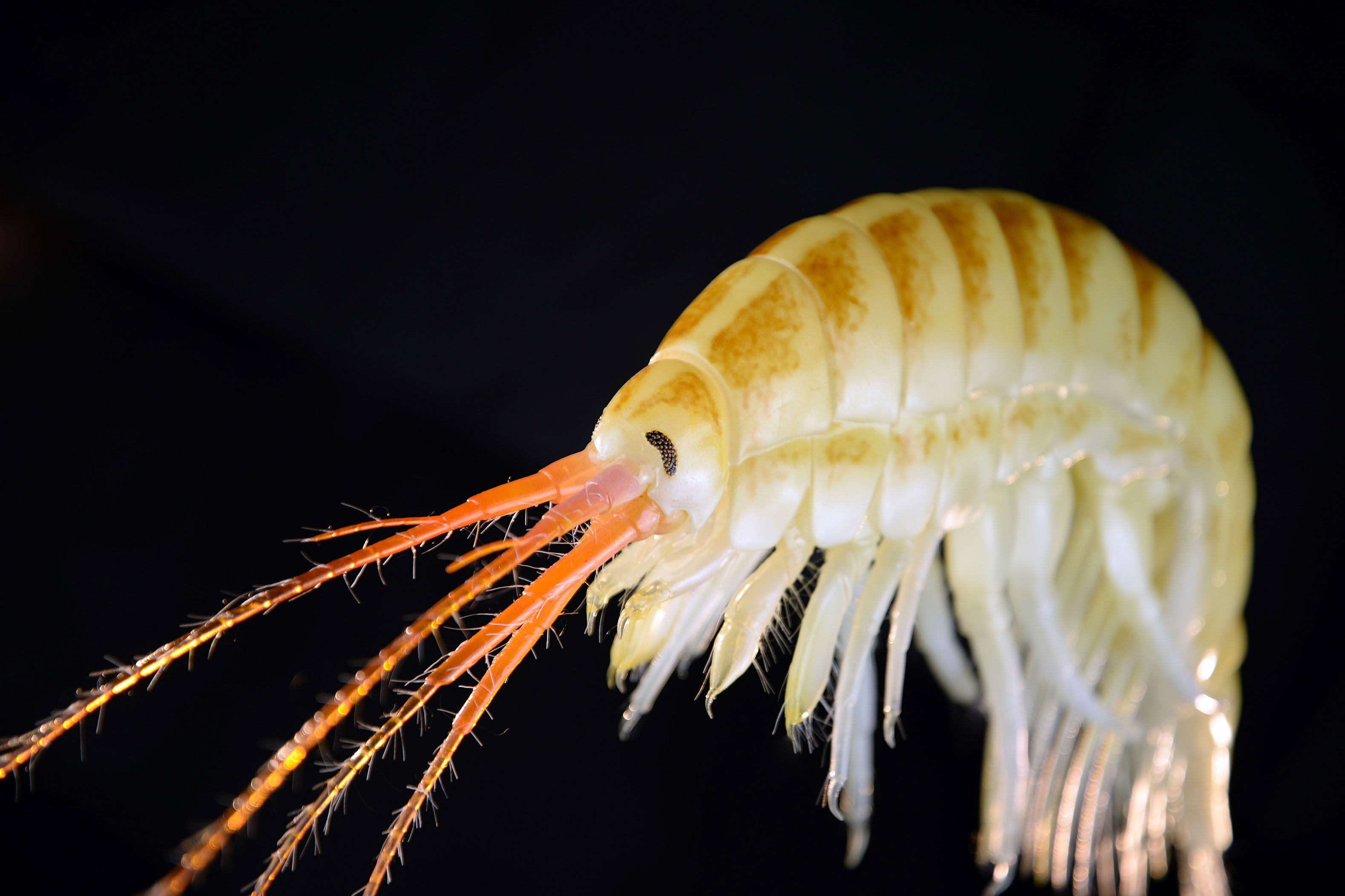 Höckerflohkrebs •&nbsp;Dikerogammarus villosus •&nbsp;killer shrimp - &nbsp;45 cm