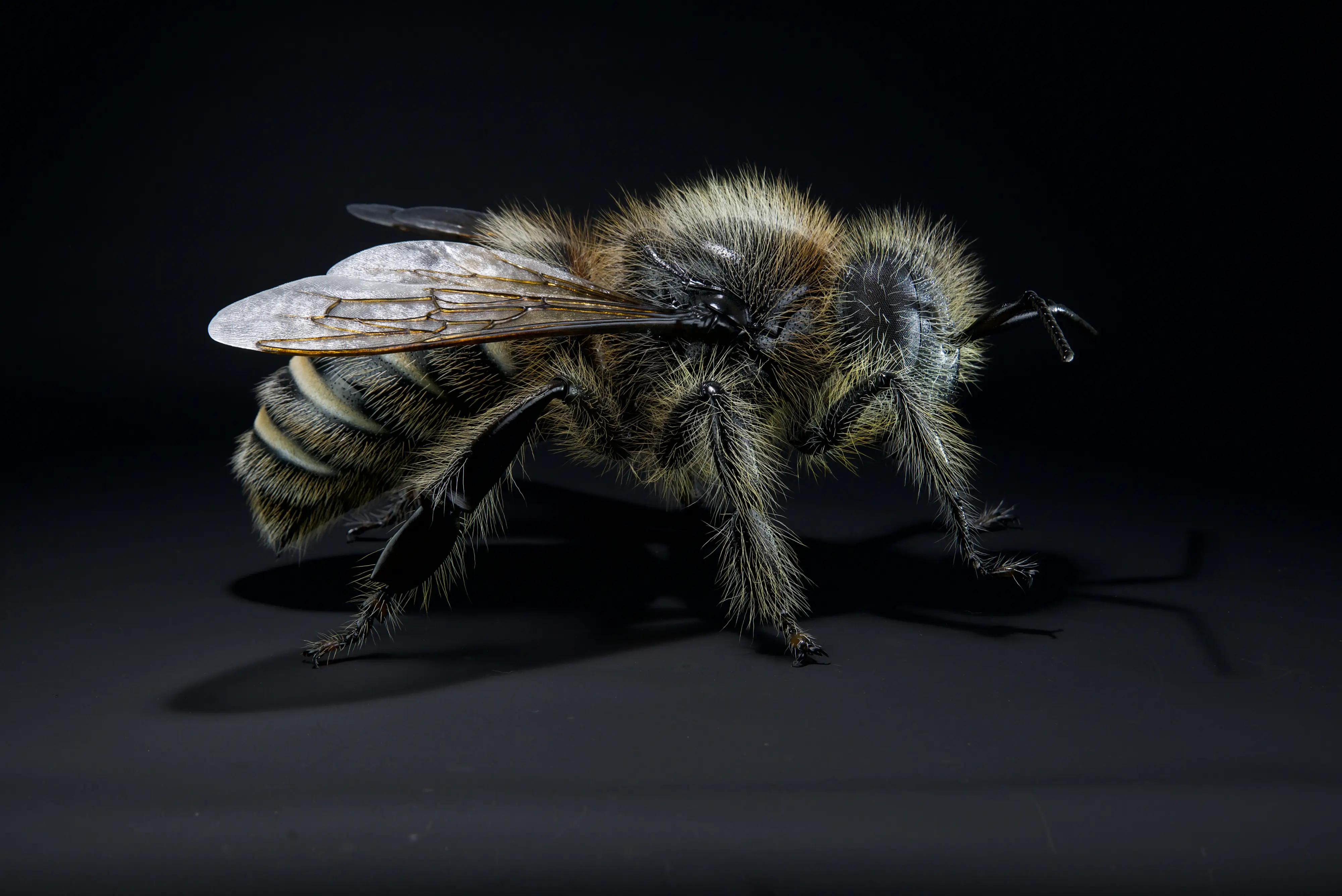 Keulhornbiene Ceratina chalybea,  small carpenter bee, ca. 50 cm 