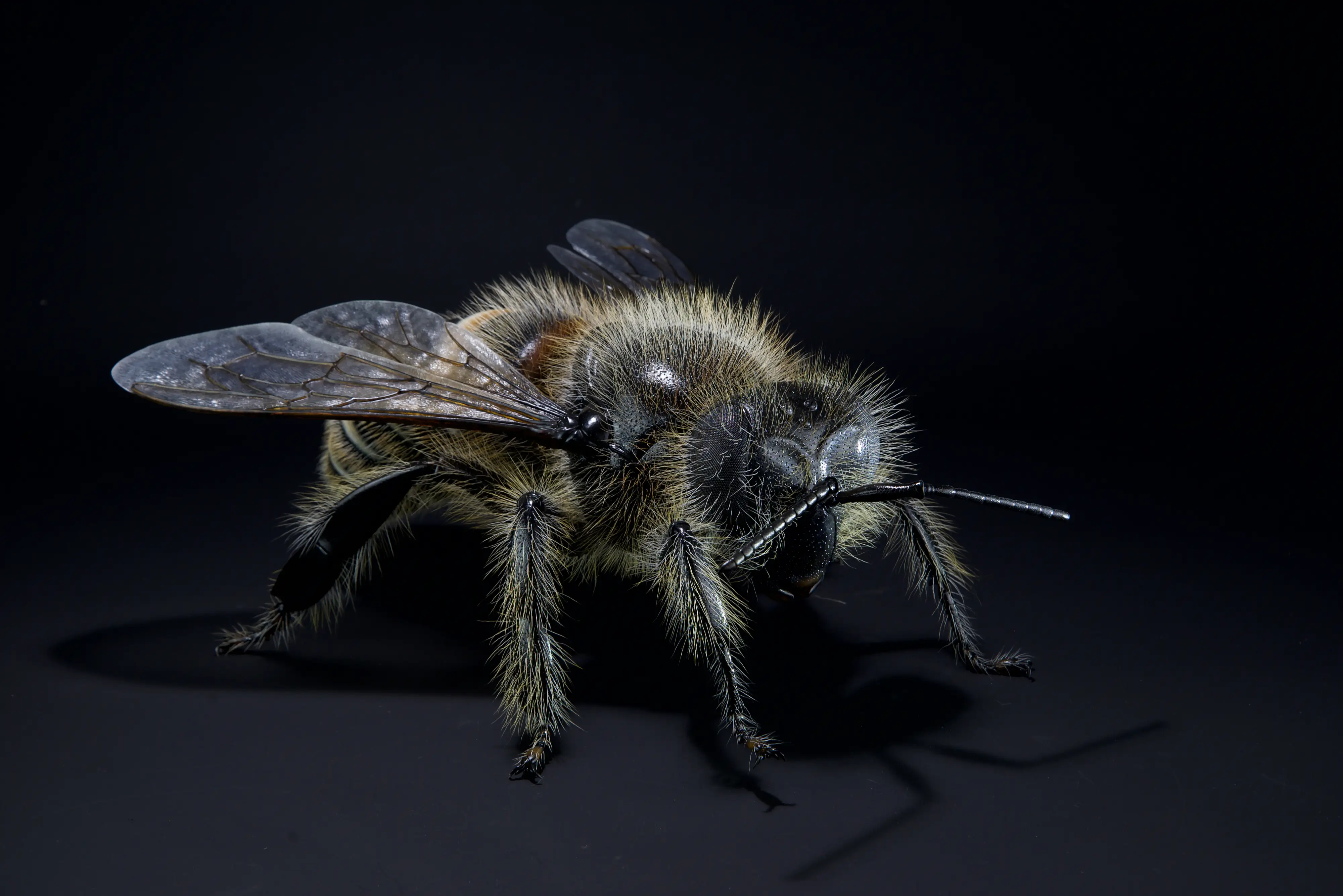 Keulhornbiene Ceratina chalybea,  small carpenter bee, ca. 50 cm 