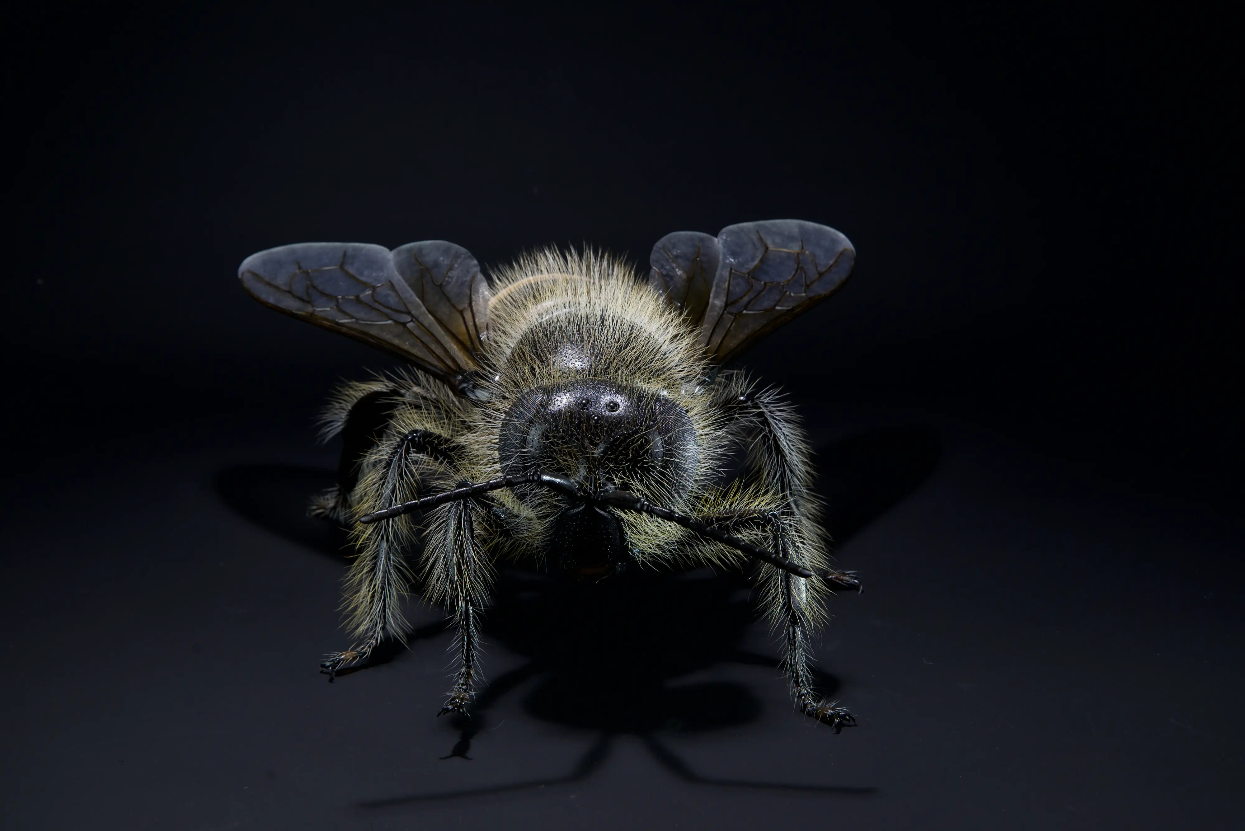 Keulhornbiene Ceratina chalybea,  small carpenter bee, ca. 50 cm 