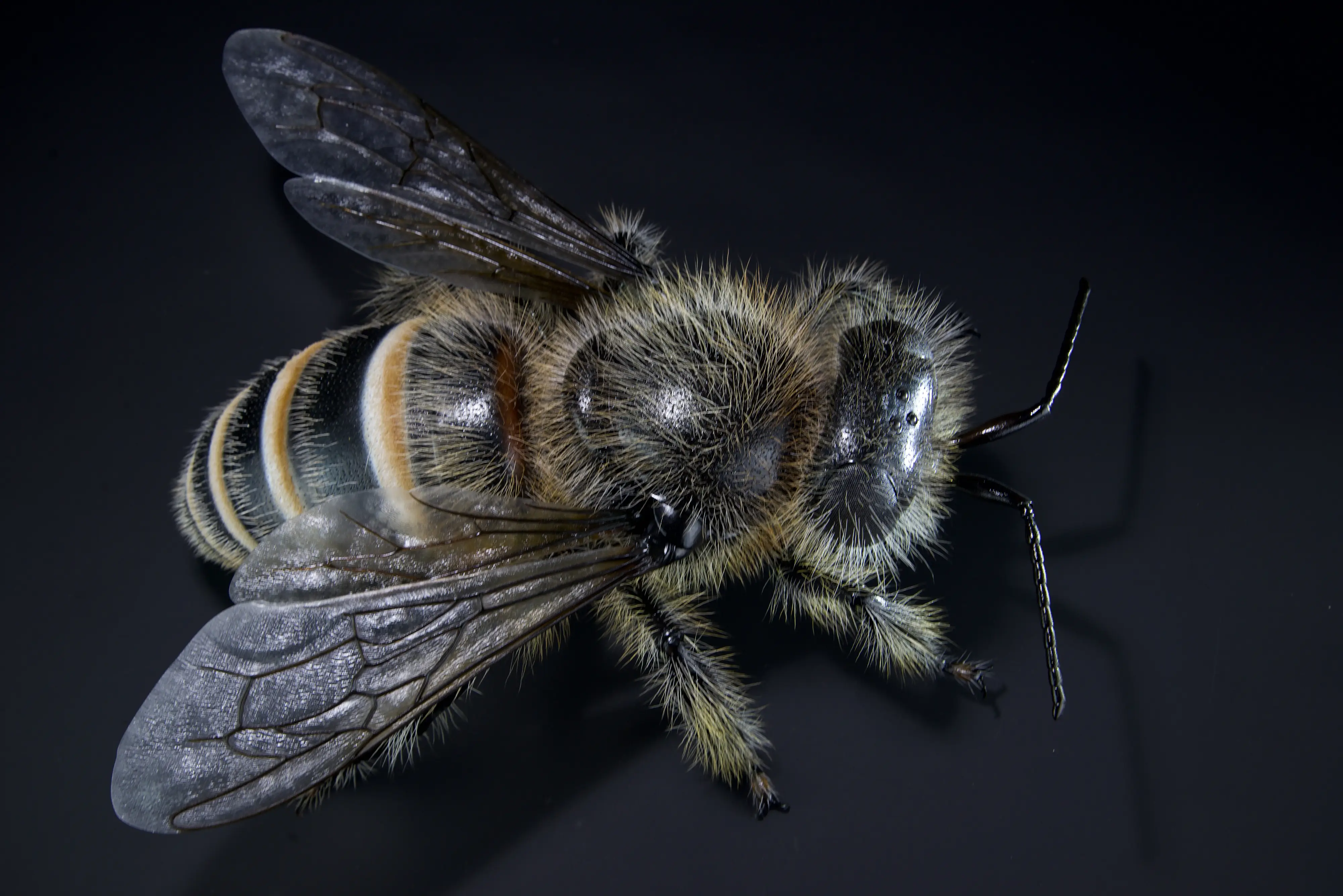 Keulhornbiene Ceratina chalybea,  small carpenter bee, ca. 50 cm 