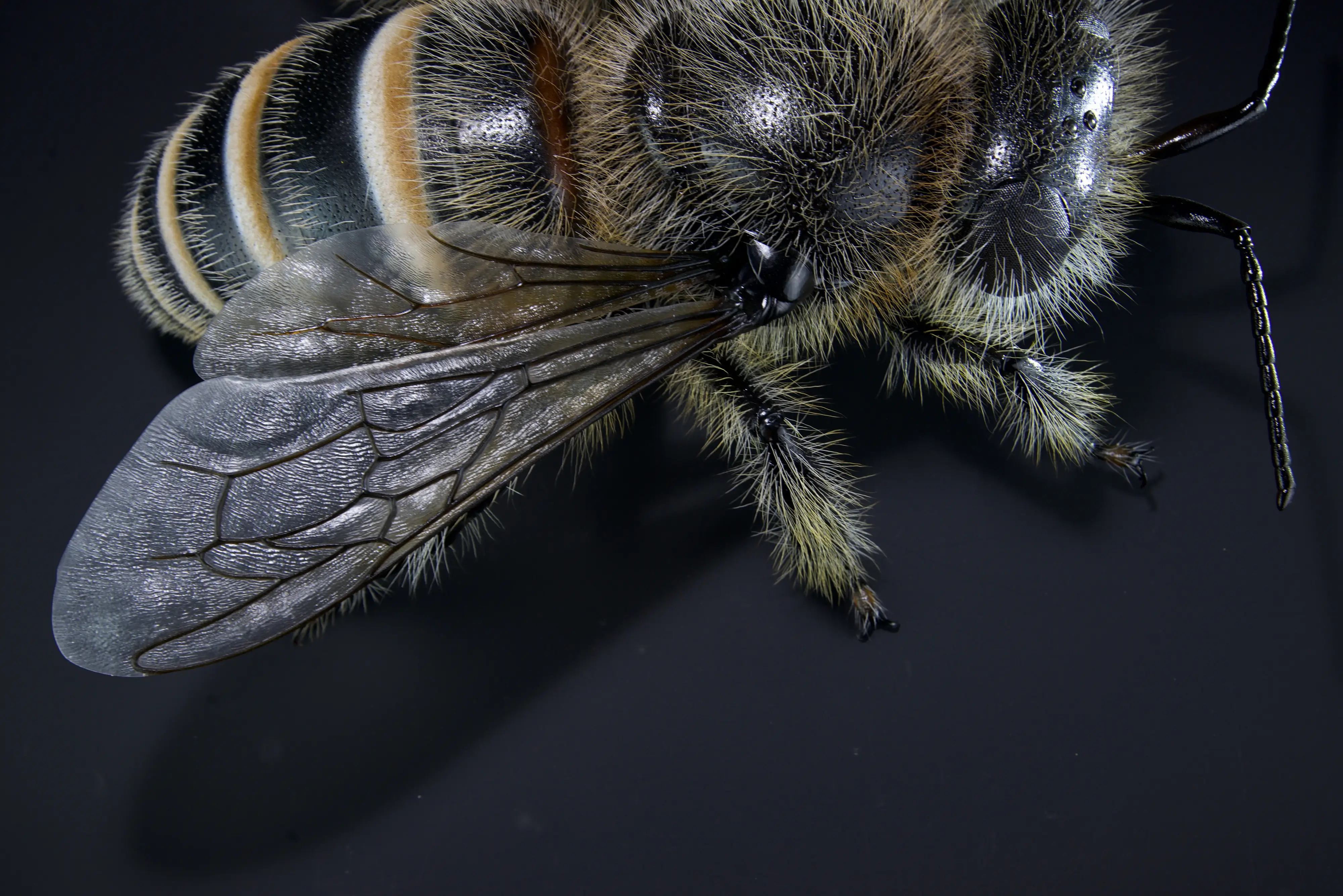 Keulhornbiene Ceratina chalybea,  small carpenter bee, ca. 50 cm 