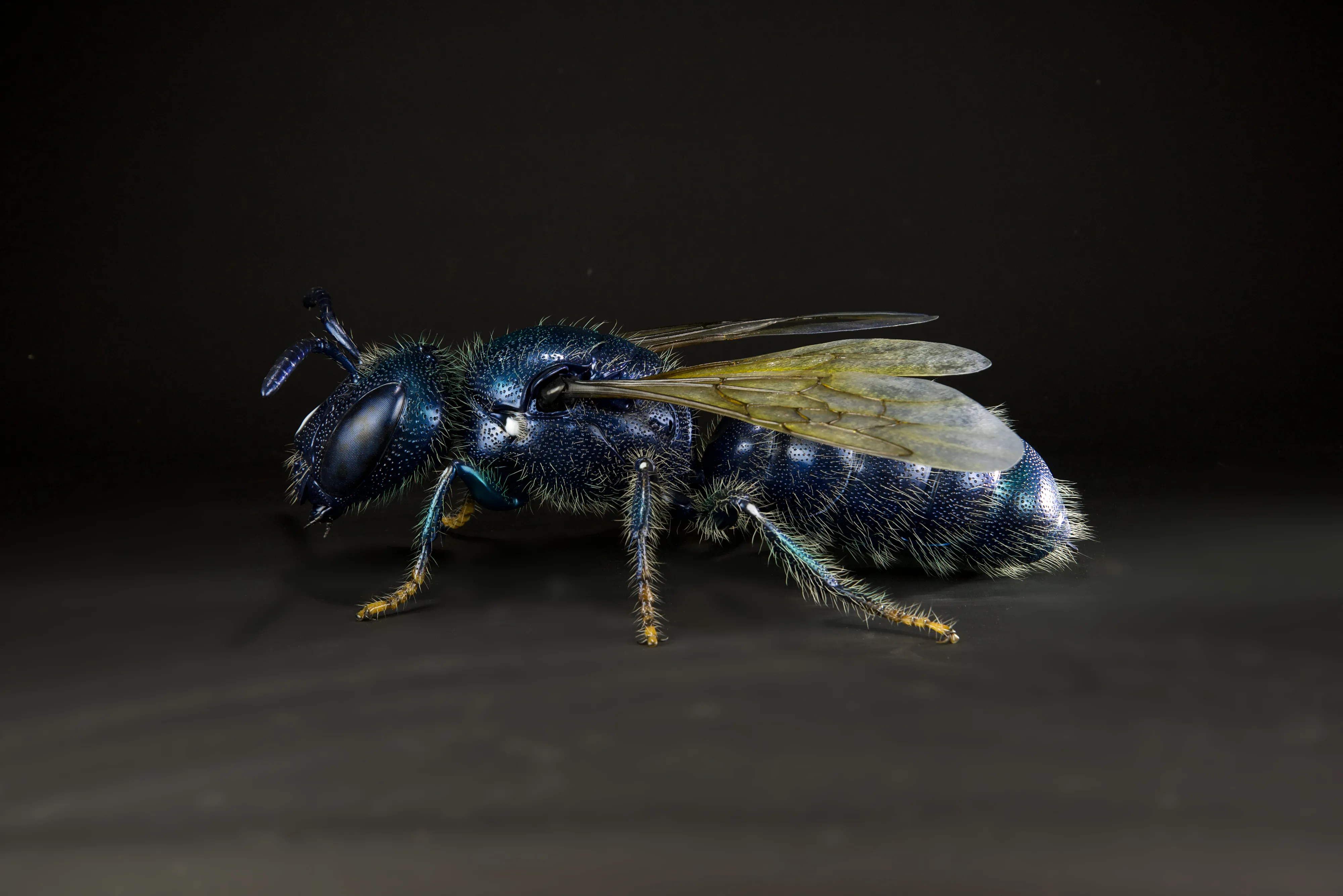 Keulhornbiene Ceratina chalybea,  small carpenter bee, ca. 50 cm 