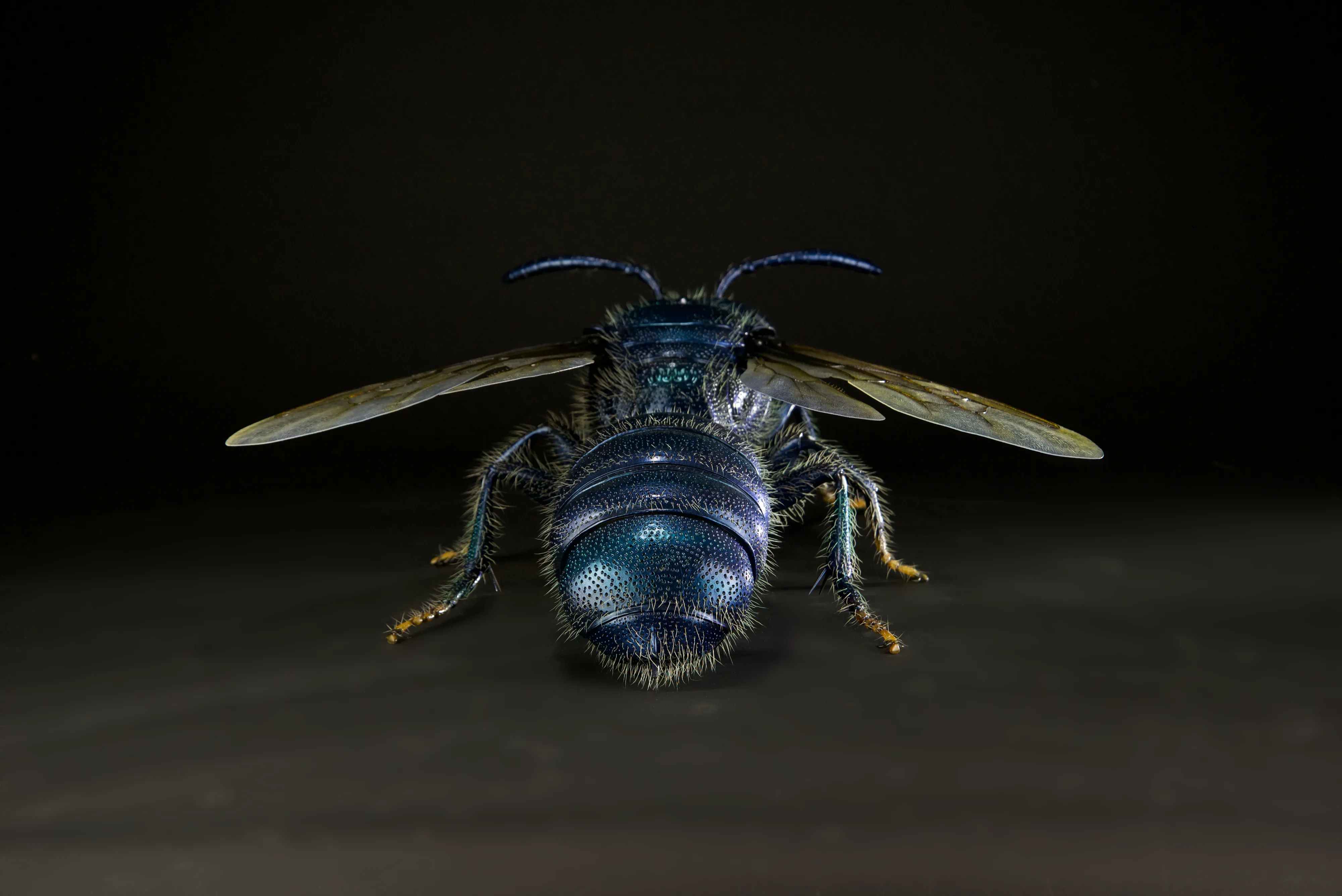 Keulhornbiene Ceratina chalybea,  small carpenter bee, ca. 50 cm 