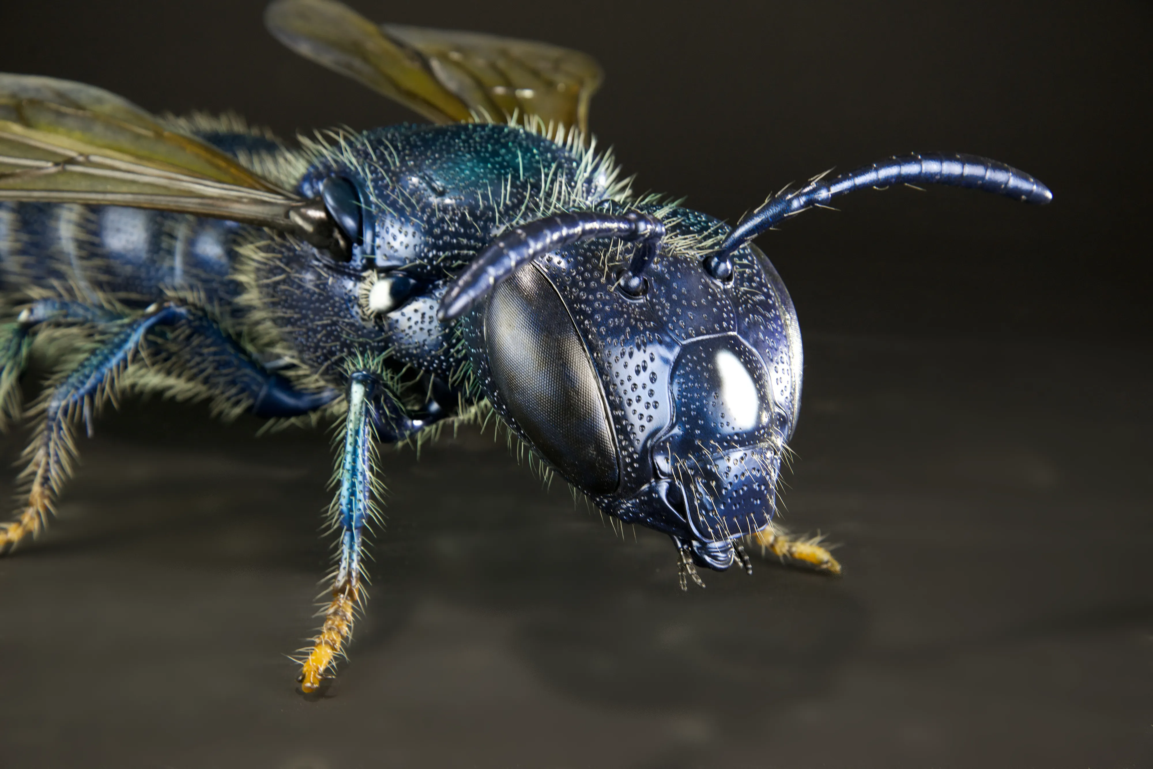 Keulhornbiene Ceratina chalybea,  small carpenter bee, ca. 50 cm 