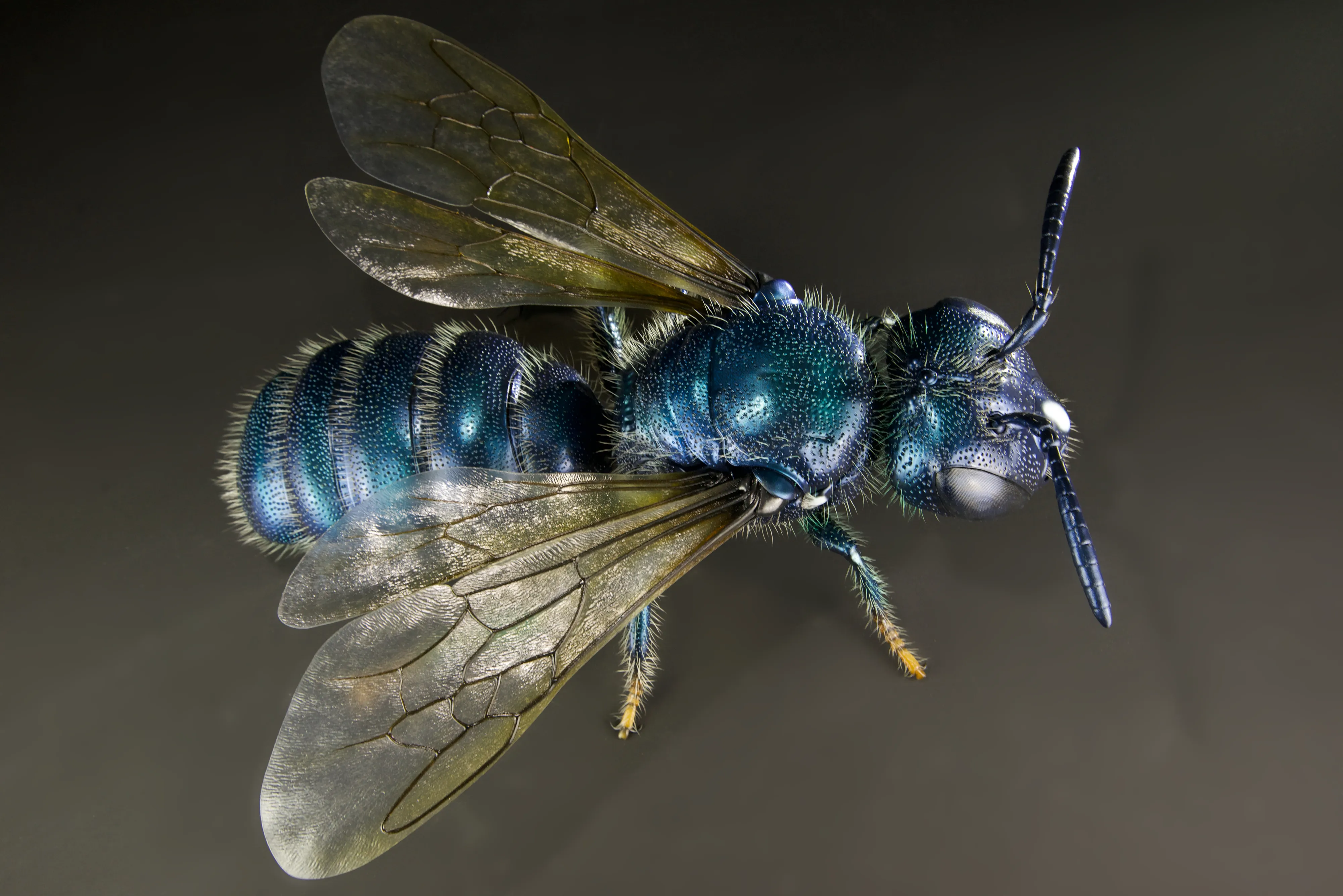 Keulhornbiene Ceratina chalybea,  small carpenter bee, ca. 50 cm 