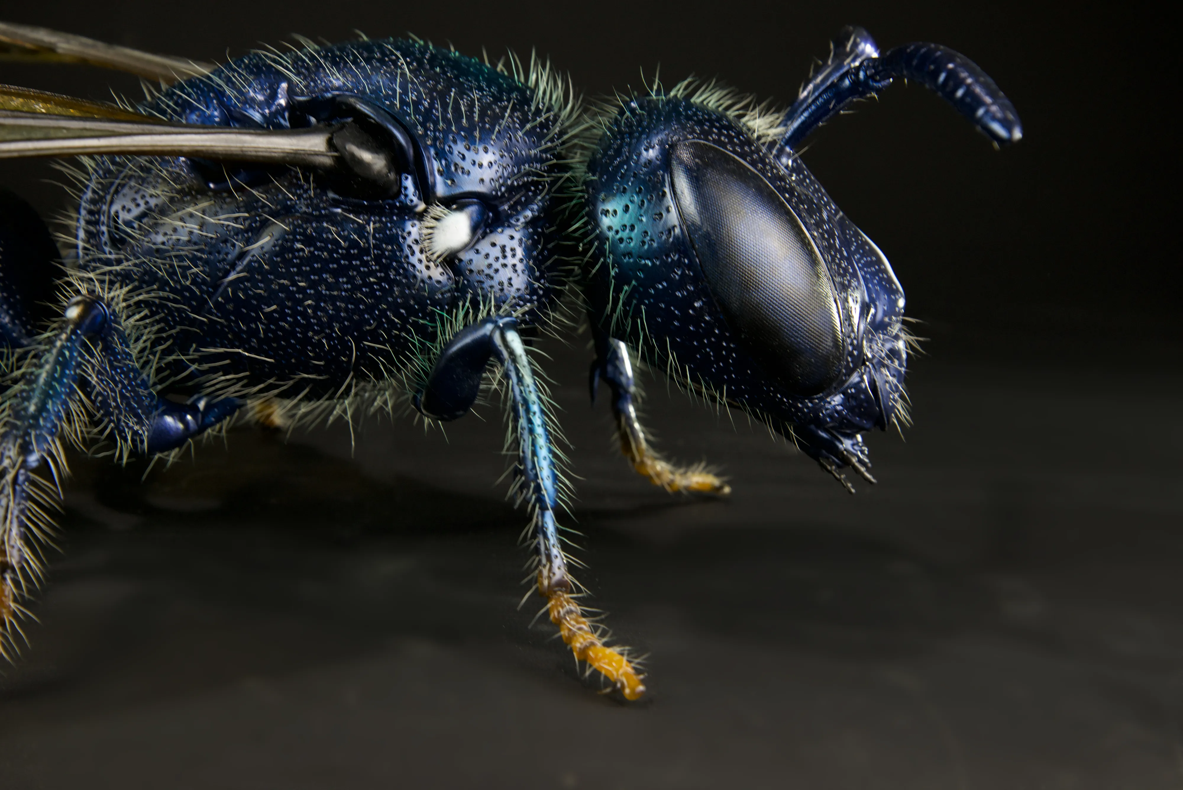 Keulhornbiene Ceratina chalybea,  small carpenter bee, ca. 50 cm 