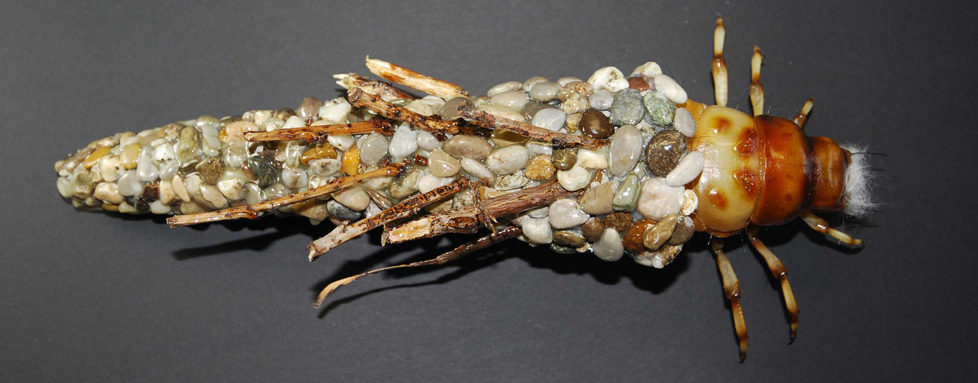 Koecherfliegenlarven - Trichoptera larvae - caddisflies - 45 cm 