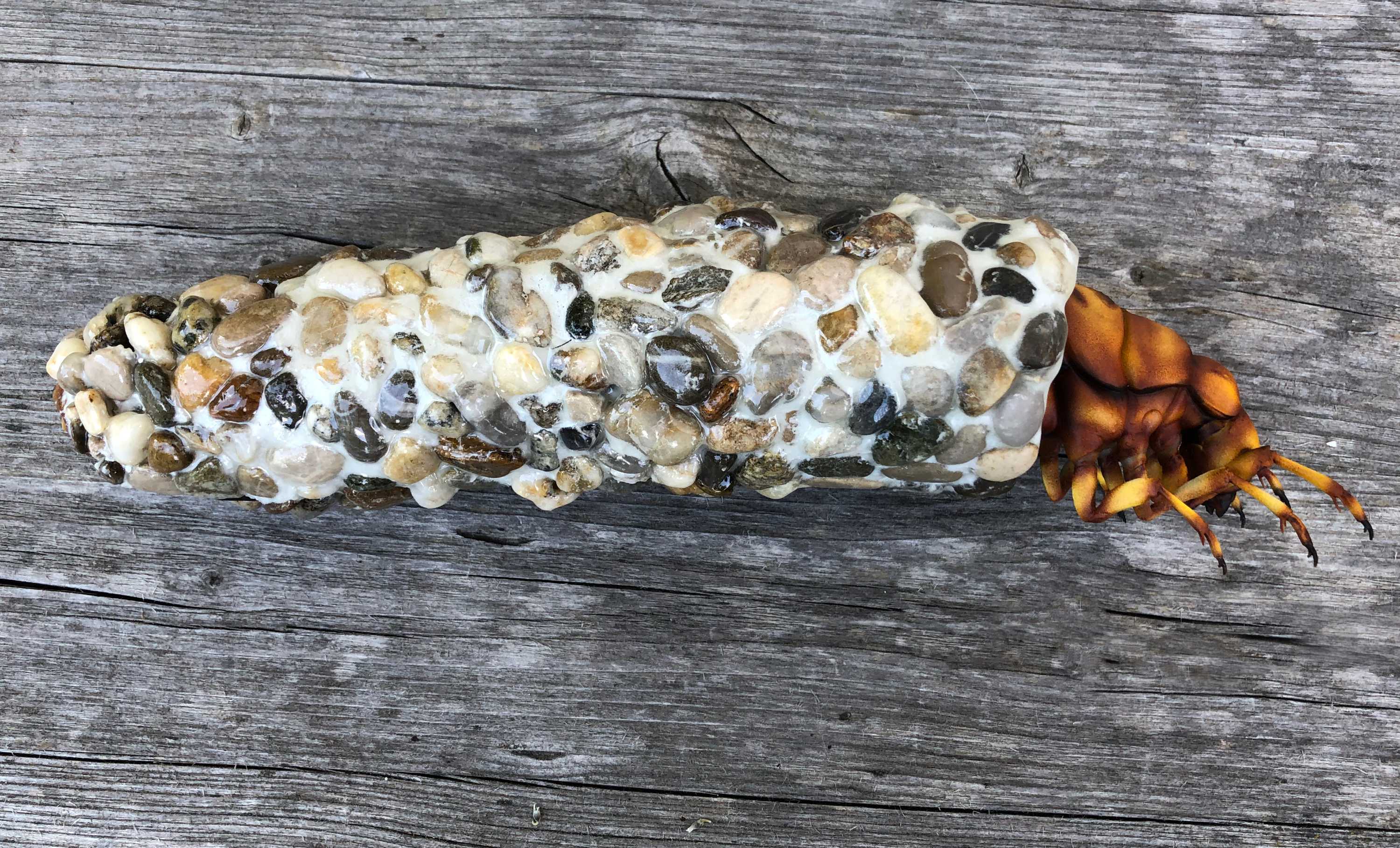 Koecherfliegenlarven - Trichoptera larvae - caddisflies - 45 cm 