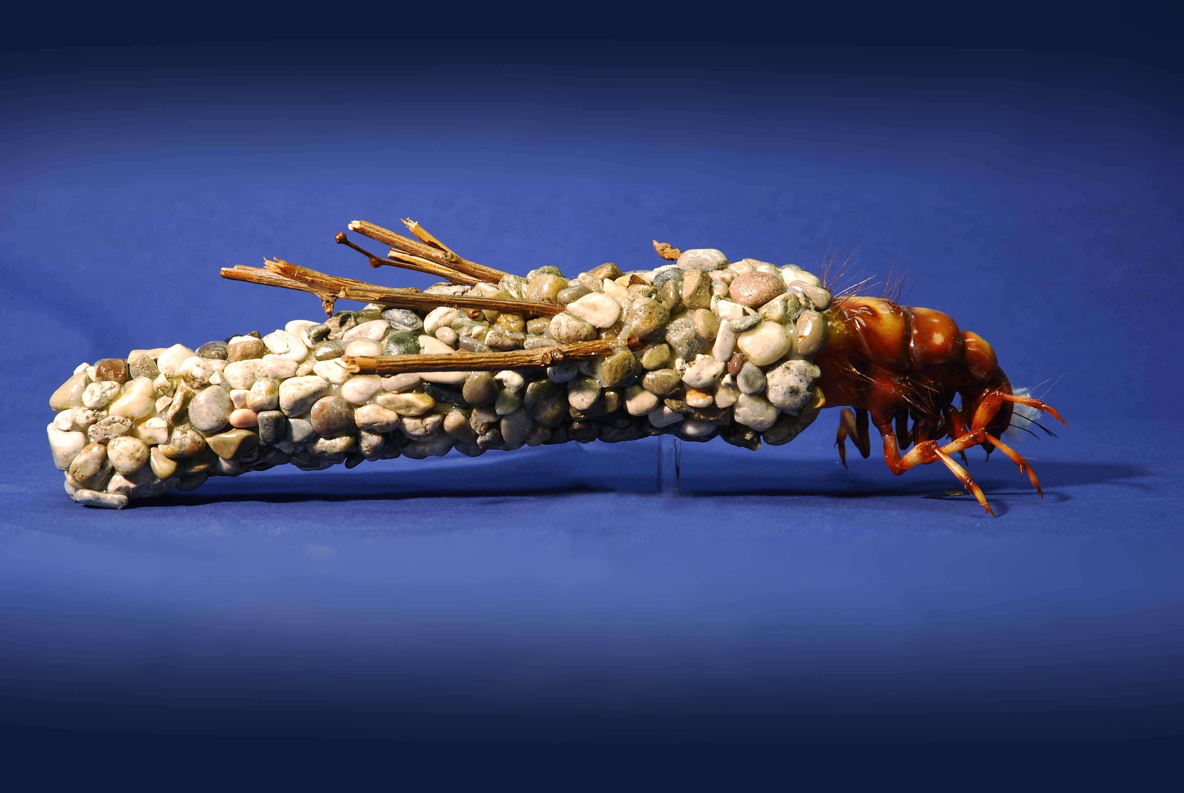 Koecherfliegenlarven - Trichoptera larvae - caddisflies - 45 cm 