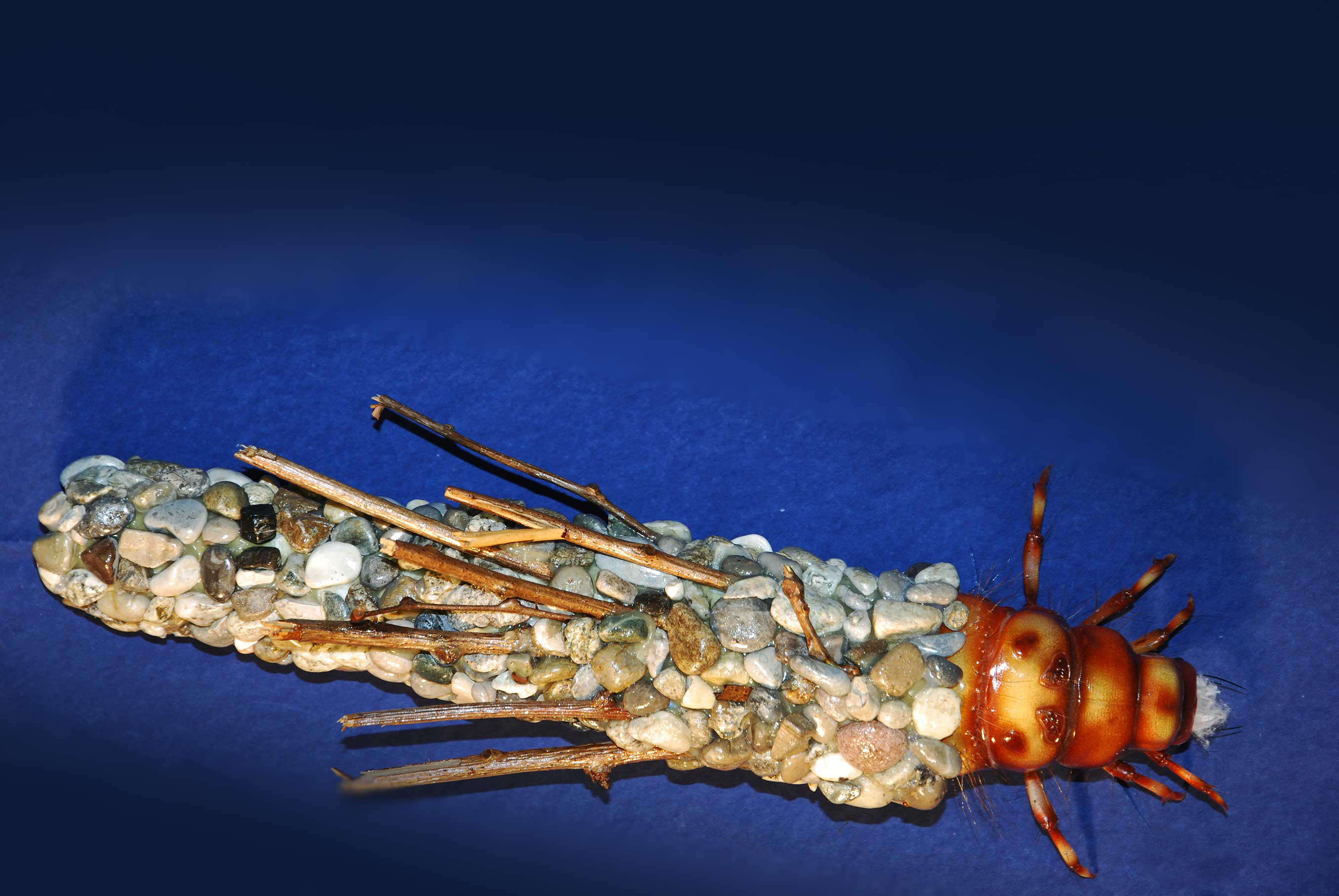 Koecherfliegenlarven - Trichoptera larvae - caddisflies - 45 cm 