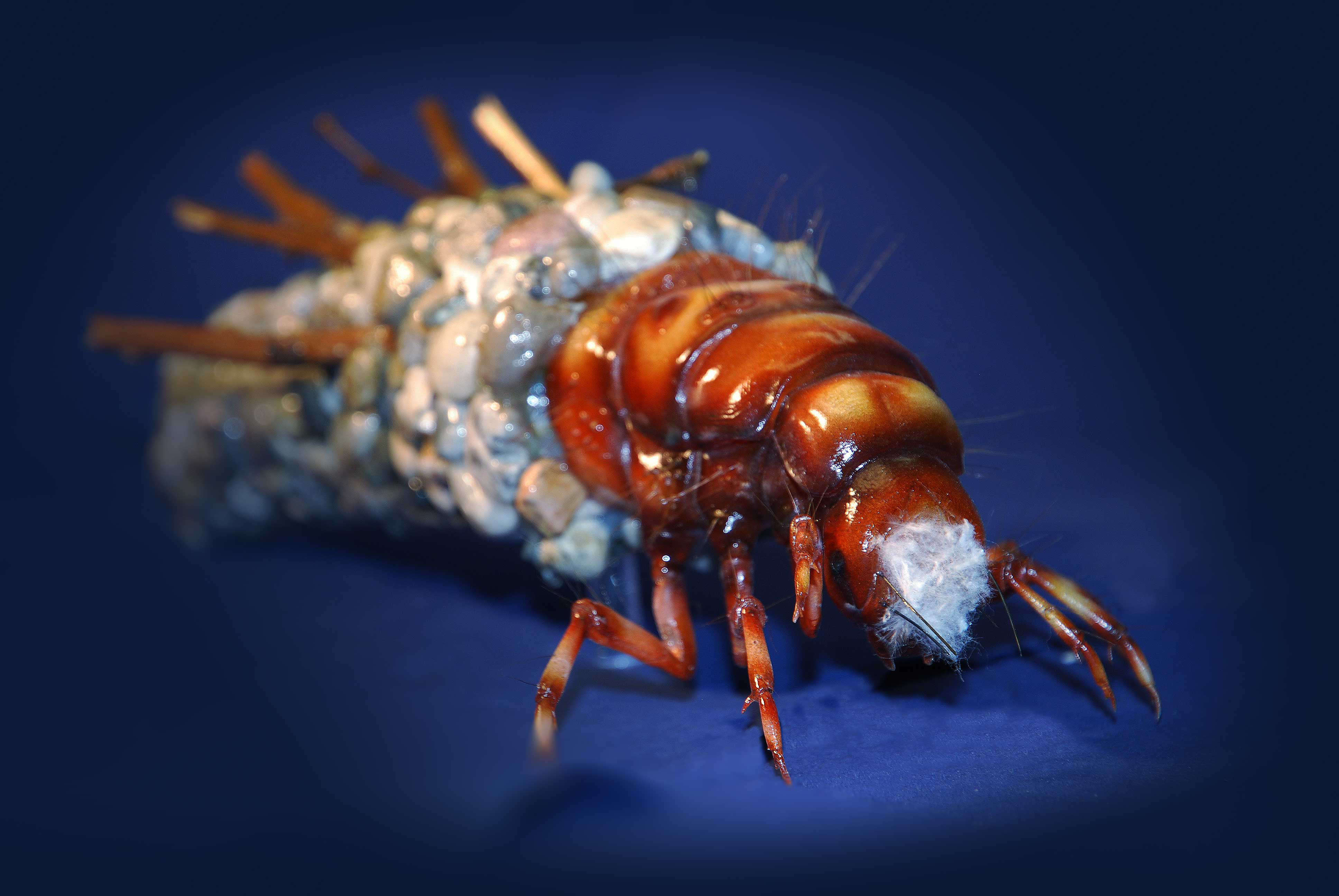 Koecherfliegenlarven - Trichoptera larvae - caddisflies - 45 cm 