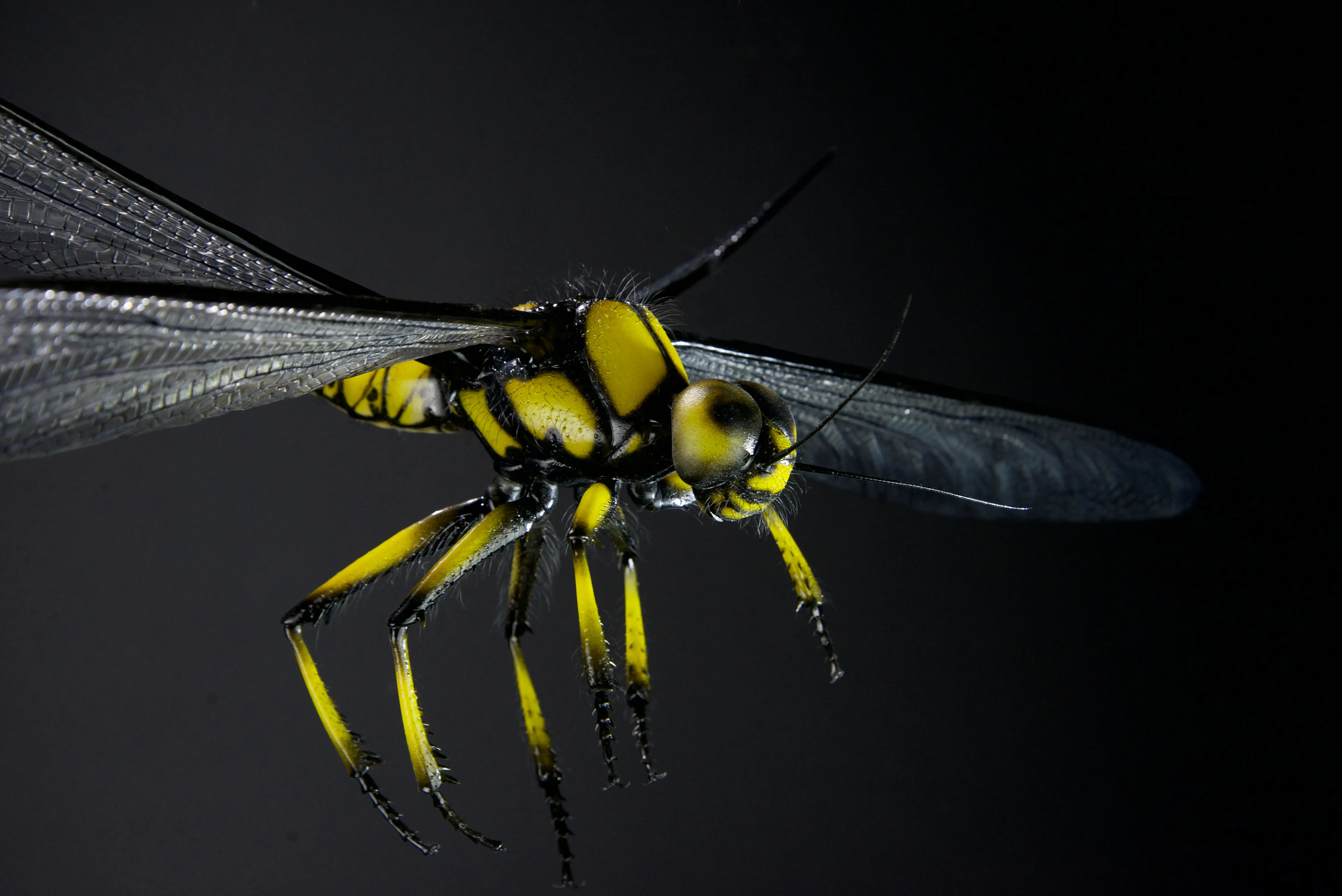 Tiere der Urzeit, Meganeuropsis permiana, wingspan, 700 mm, original size