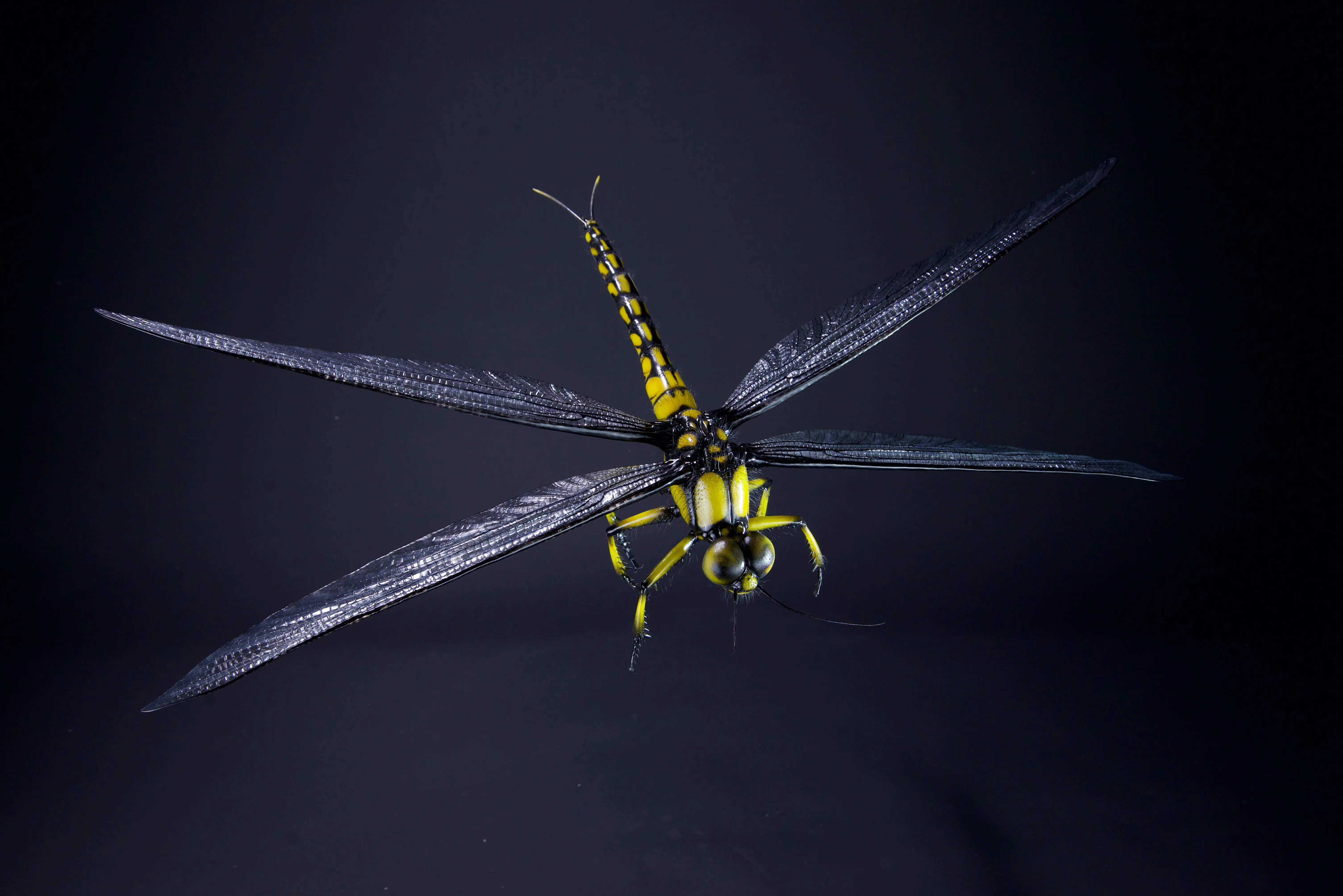 Tiere der Urzeit, Meganeuropsis permiana, wingspan, 700 mm, original size