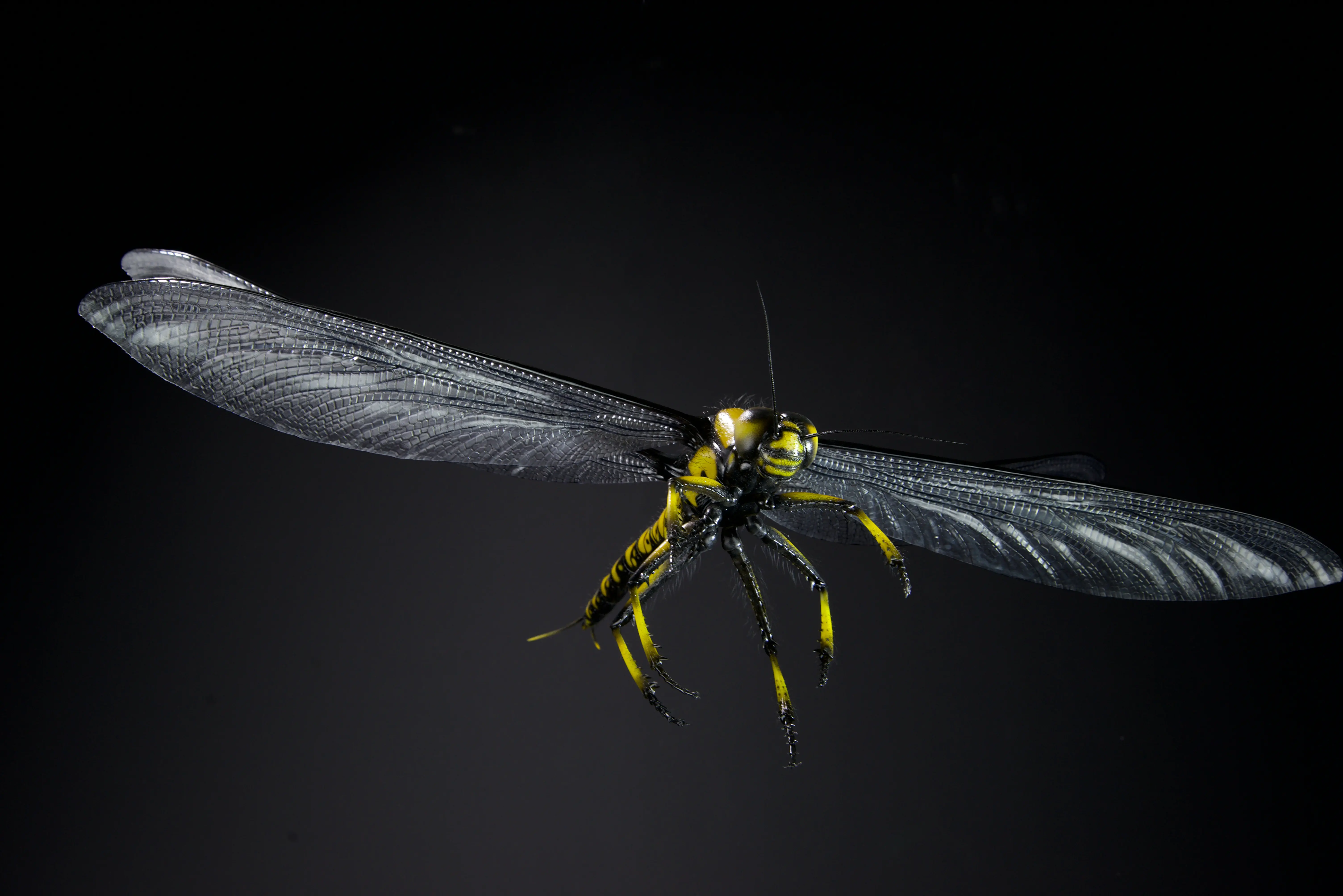Tiere der Urzeit, Meganeuropsis permiana, wingspan, 700 mm, original size