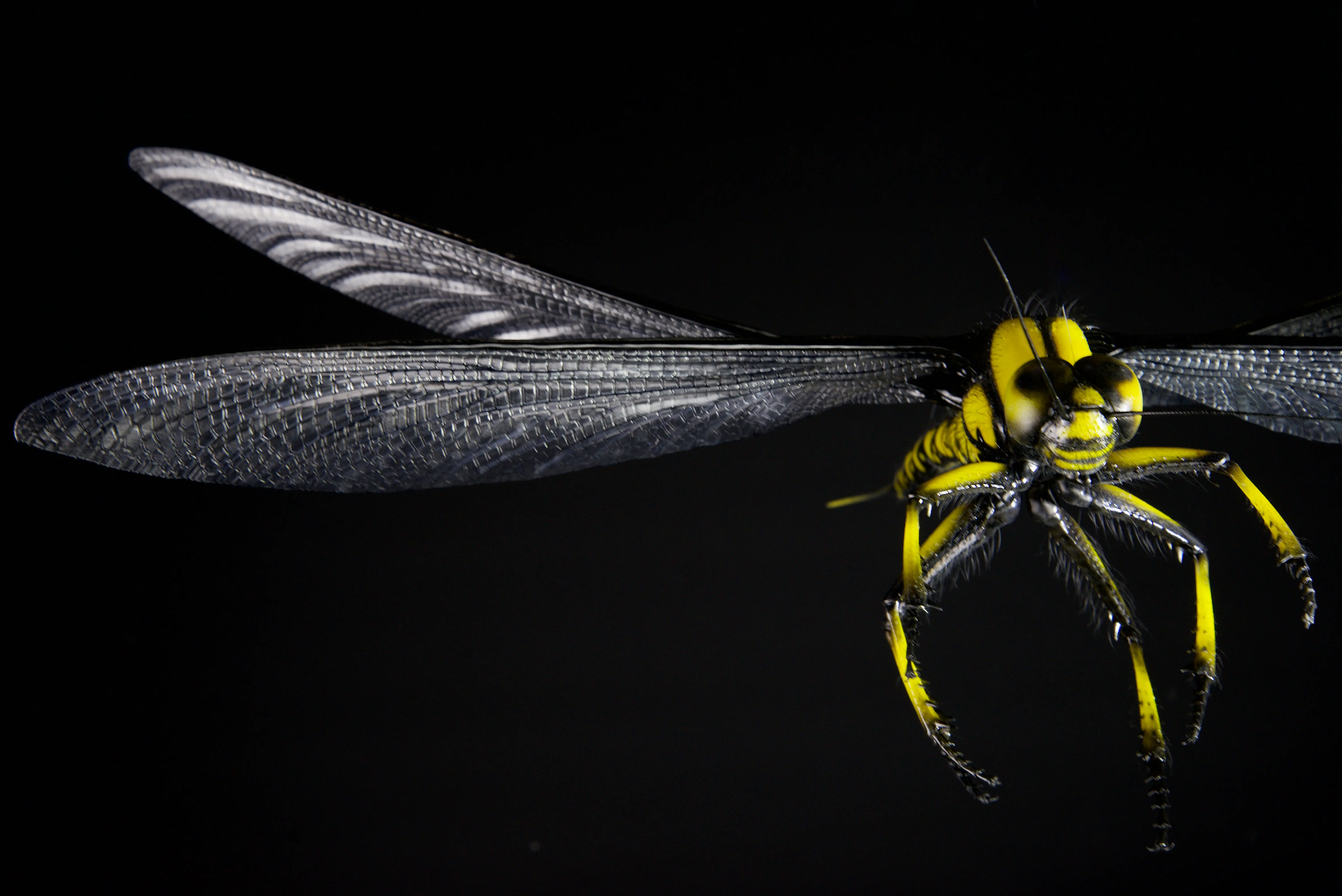 Tiere,der,Urzeit,Meganeuropsis,permiana,wingspan,700,mm;,original,size
