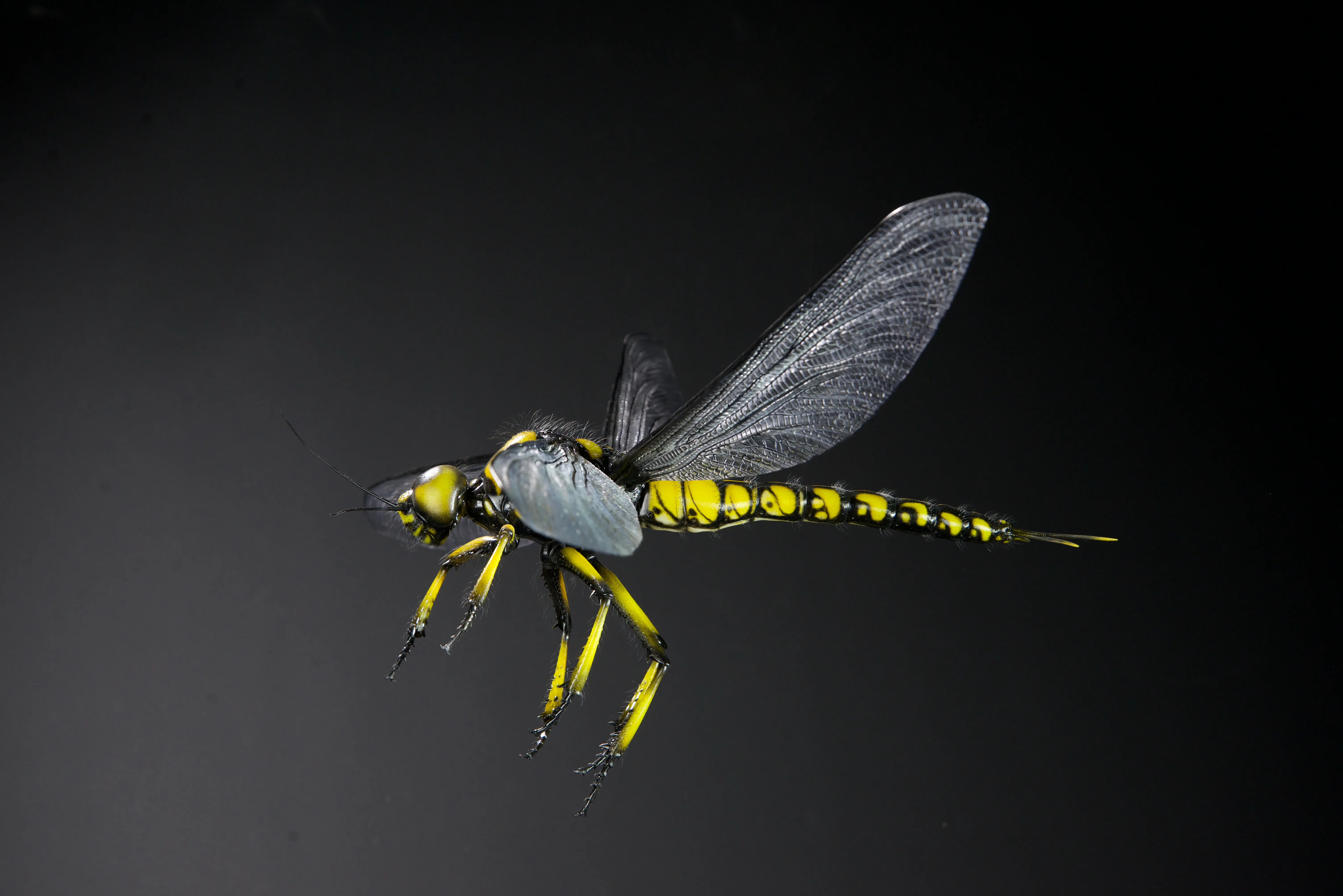 Tiere der Urzeit, Meganeuropsis permiana, wingspan, 700 mm, original size