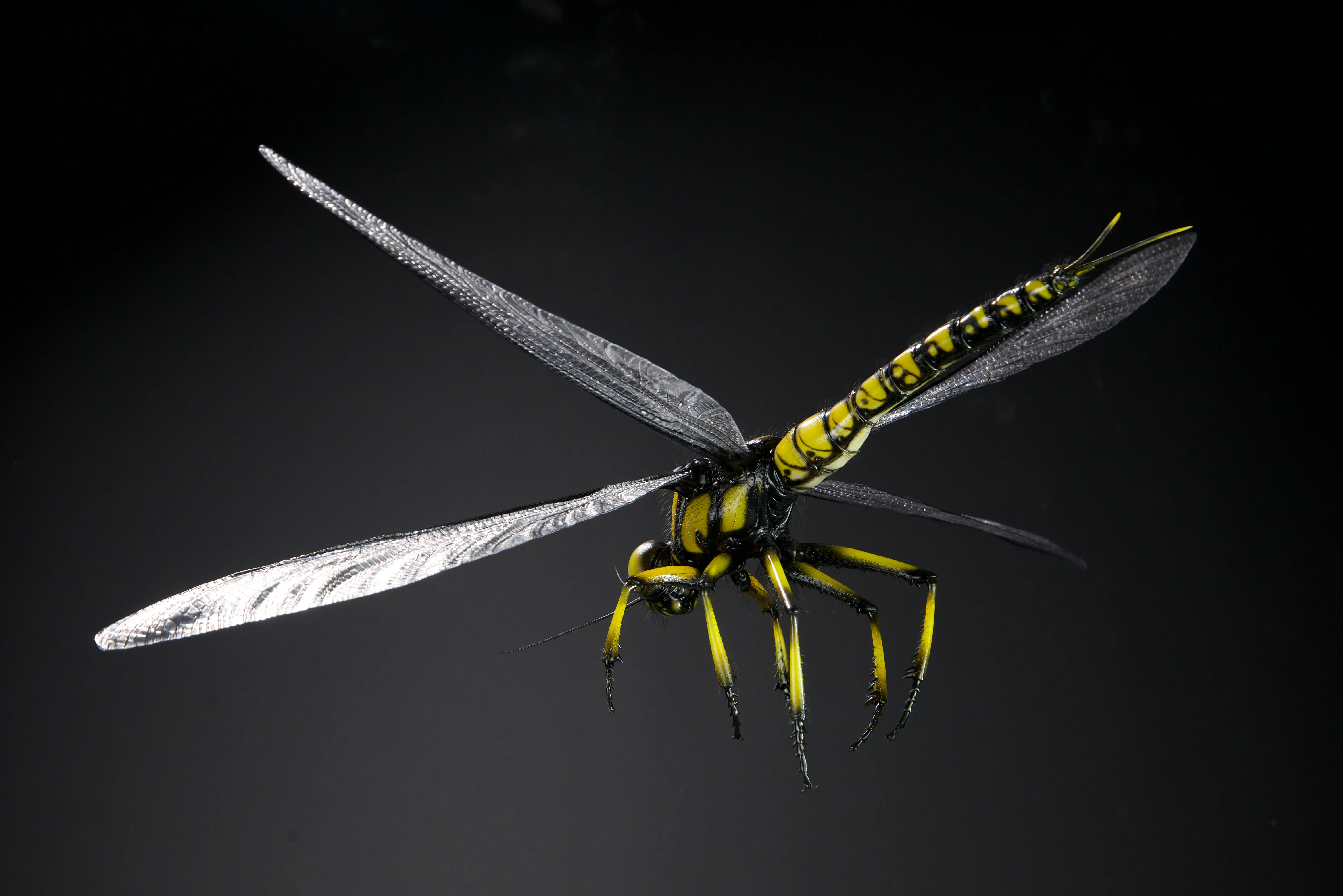 Tiere der Urzeit, Meganeuropsis permiana, wingspan, 700 mm, original size