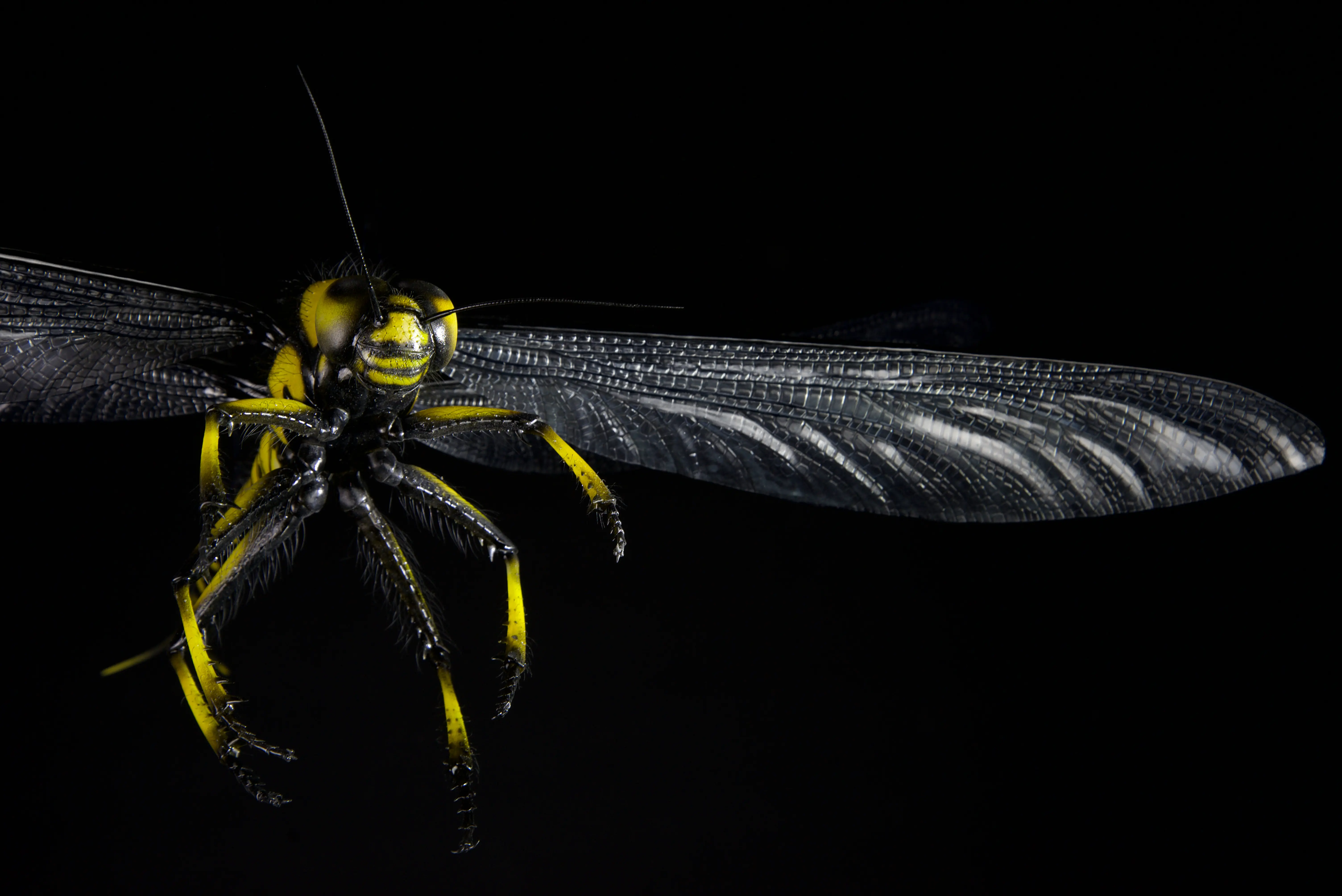 Tiere der Urzeit, Meganeuropsis permiana, wingspan, 700 mm, original size