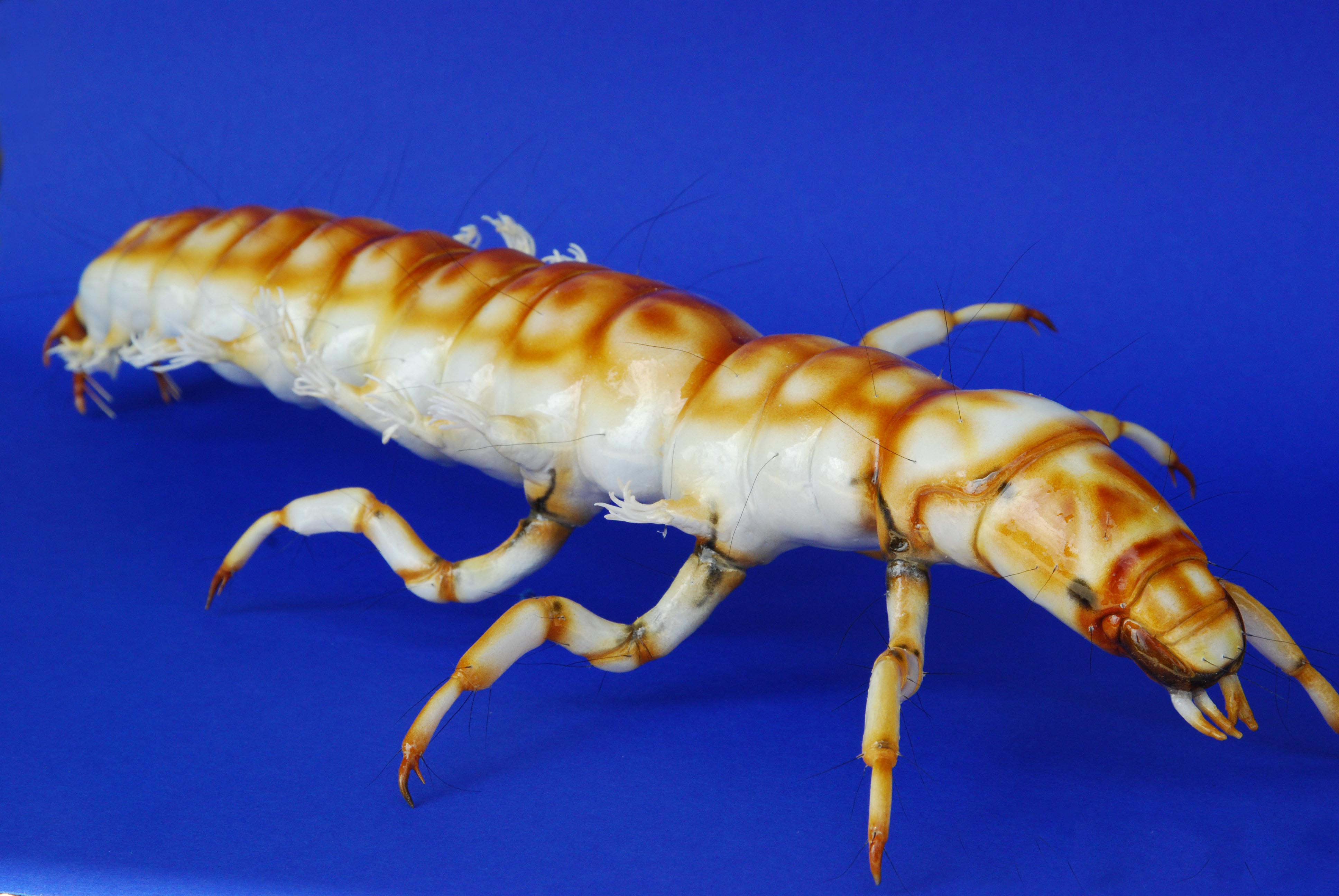 Köcherfliegenlarve ohne Köcher - Rhyacophila torrentium - &nbsp;caddisfly 