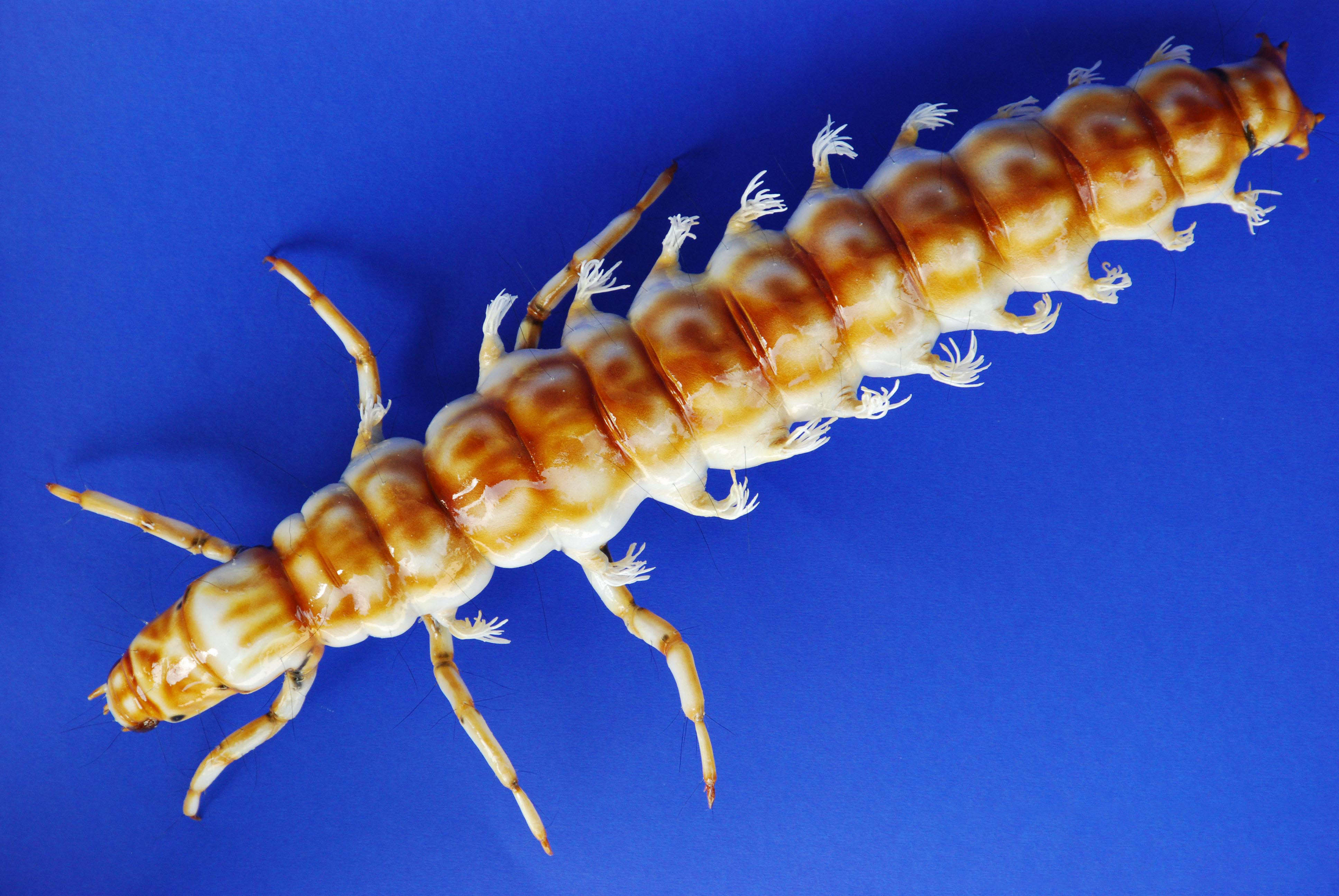 Köcherfliegenlarve ohne Köcher - Rhyacophila torrentium - &nbsp;caddisfly 