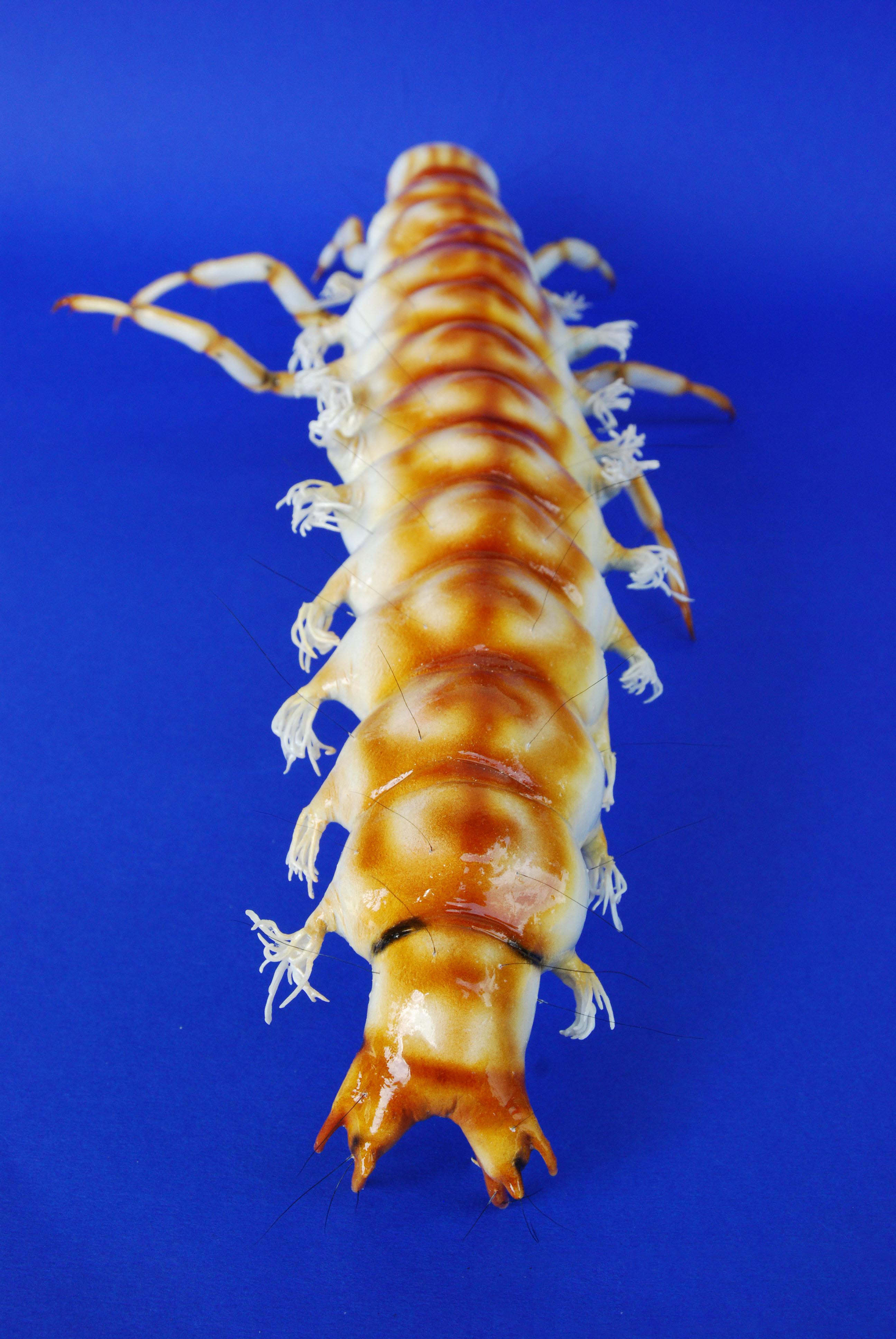 Köcherfliegenlarve ohne Köcher - Rhyacophila torrentium - &nbsp;caddisfly 