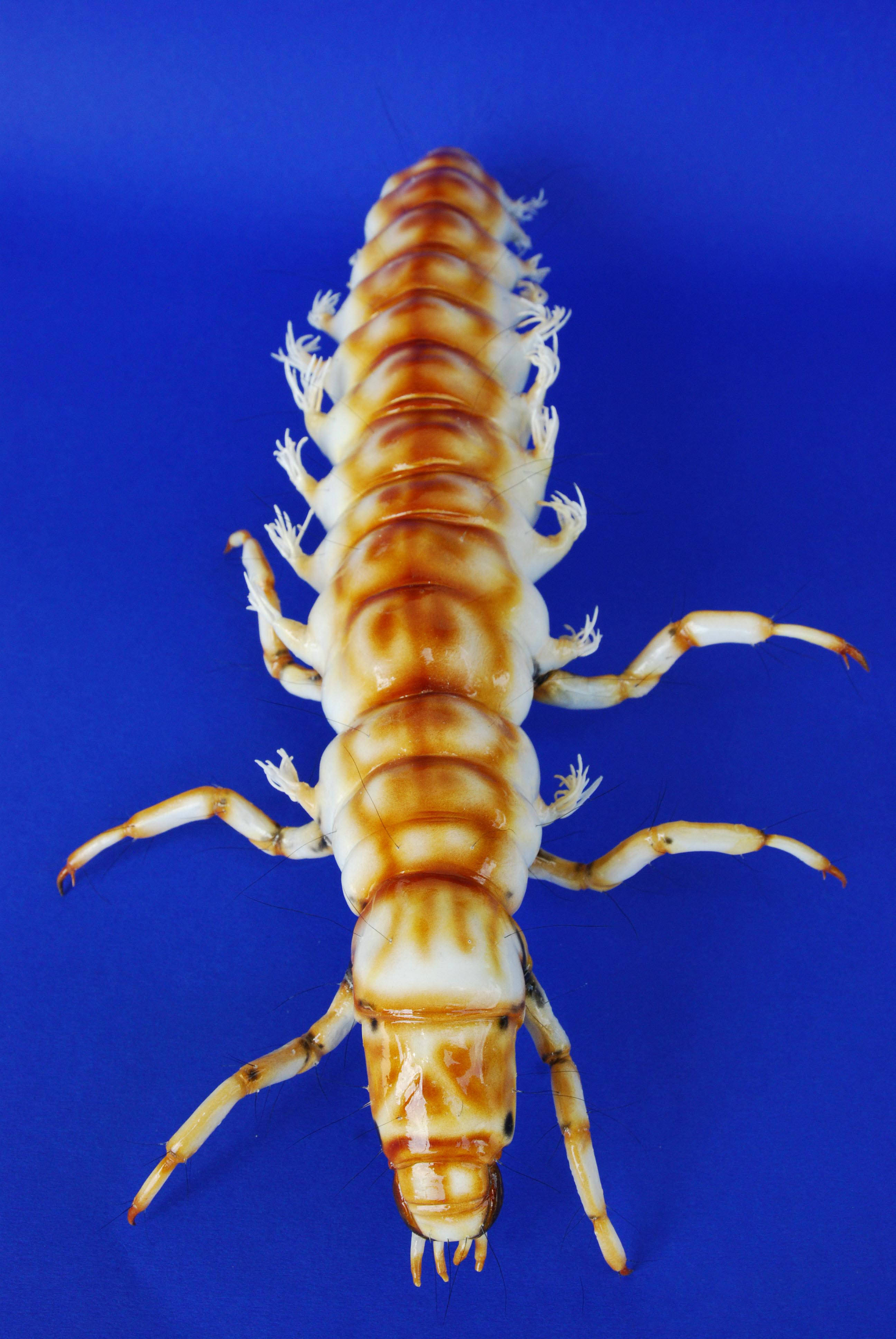 Köcherfliegenlarve ohne Köcher - Rhyacophila torrentium - &nbsp;caddisfly 