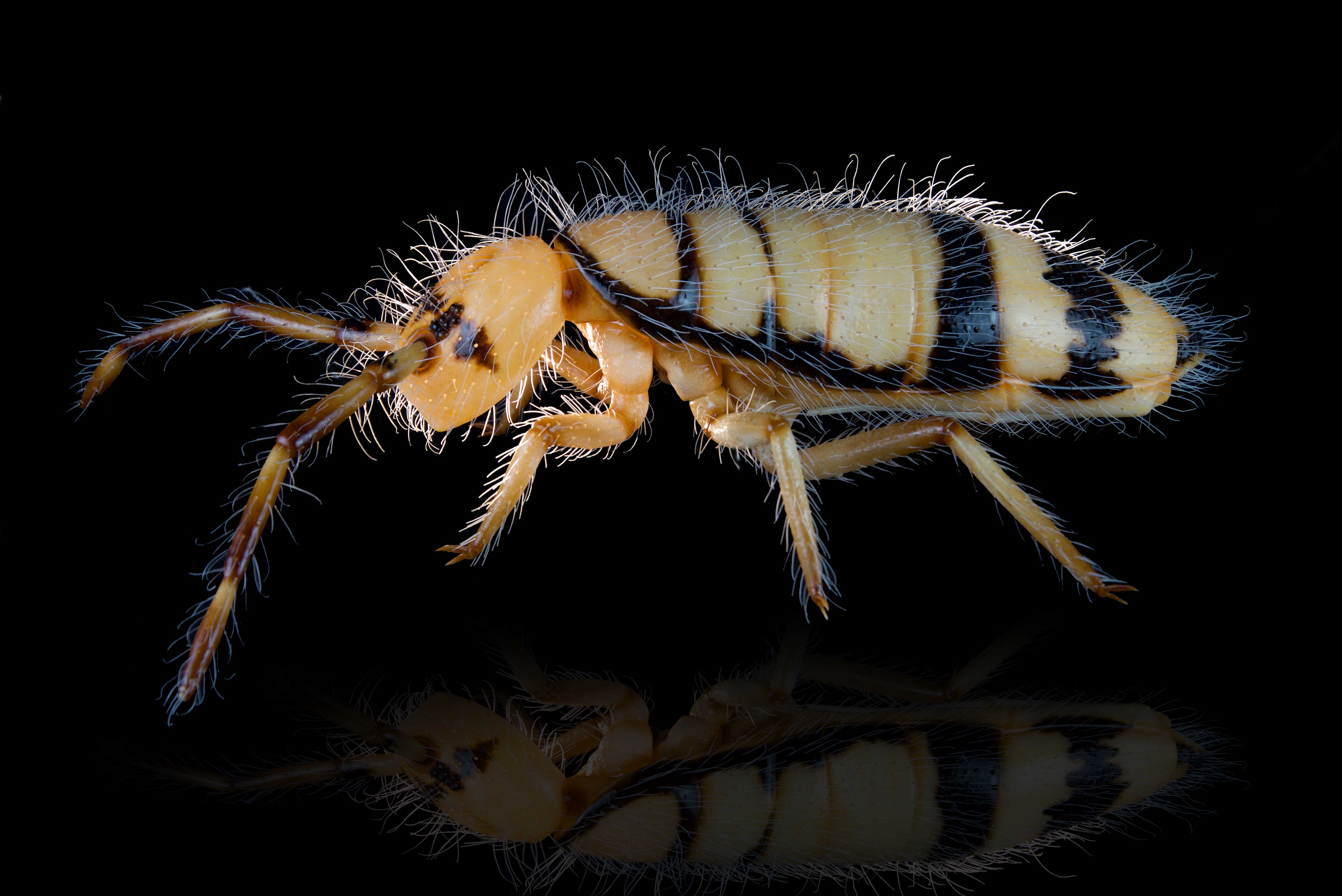 Springschwanz • Springtail • Collembola - 60 cm 