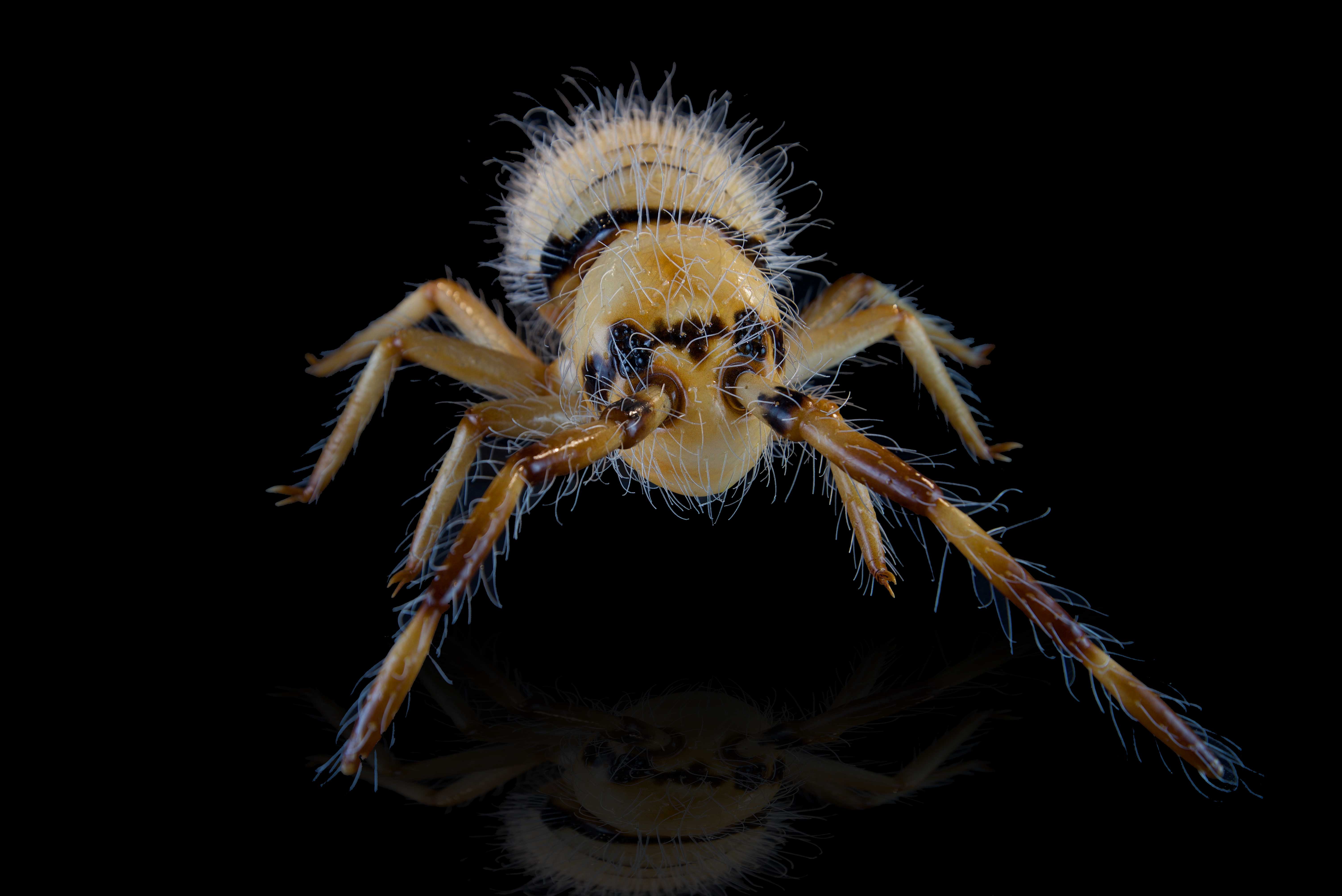 Springschwanz • Springtail • Collembola - 60 cm 