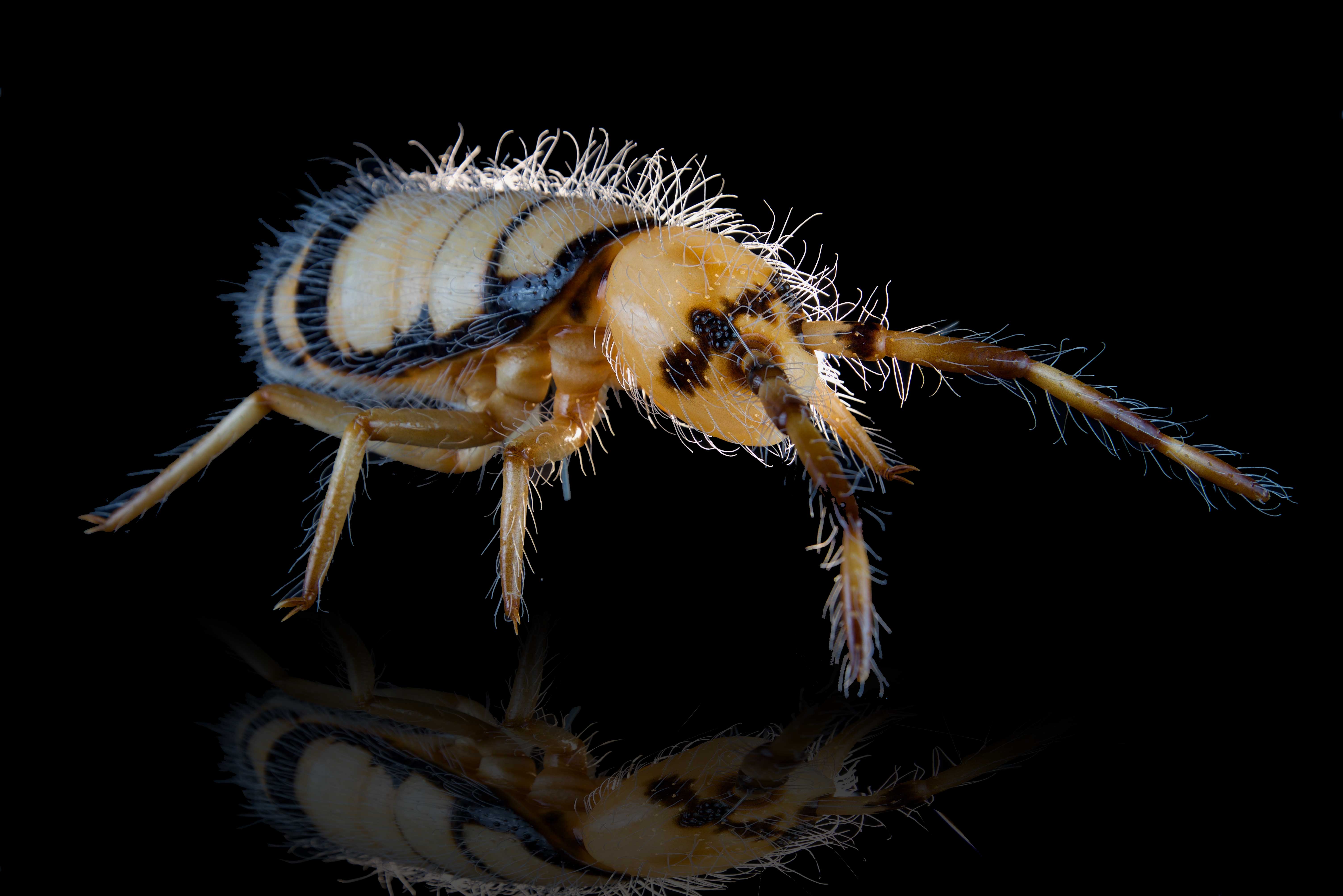 Springschwanz • Springtail • Collembola - 60 cm 